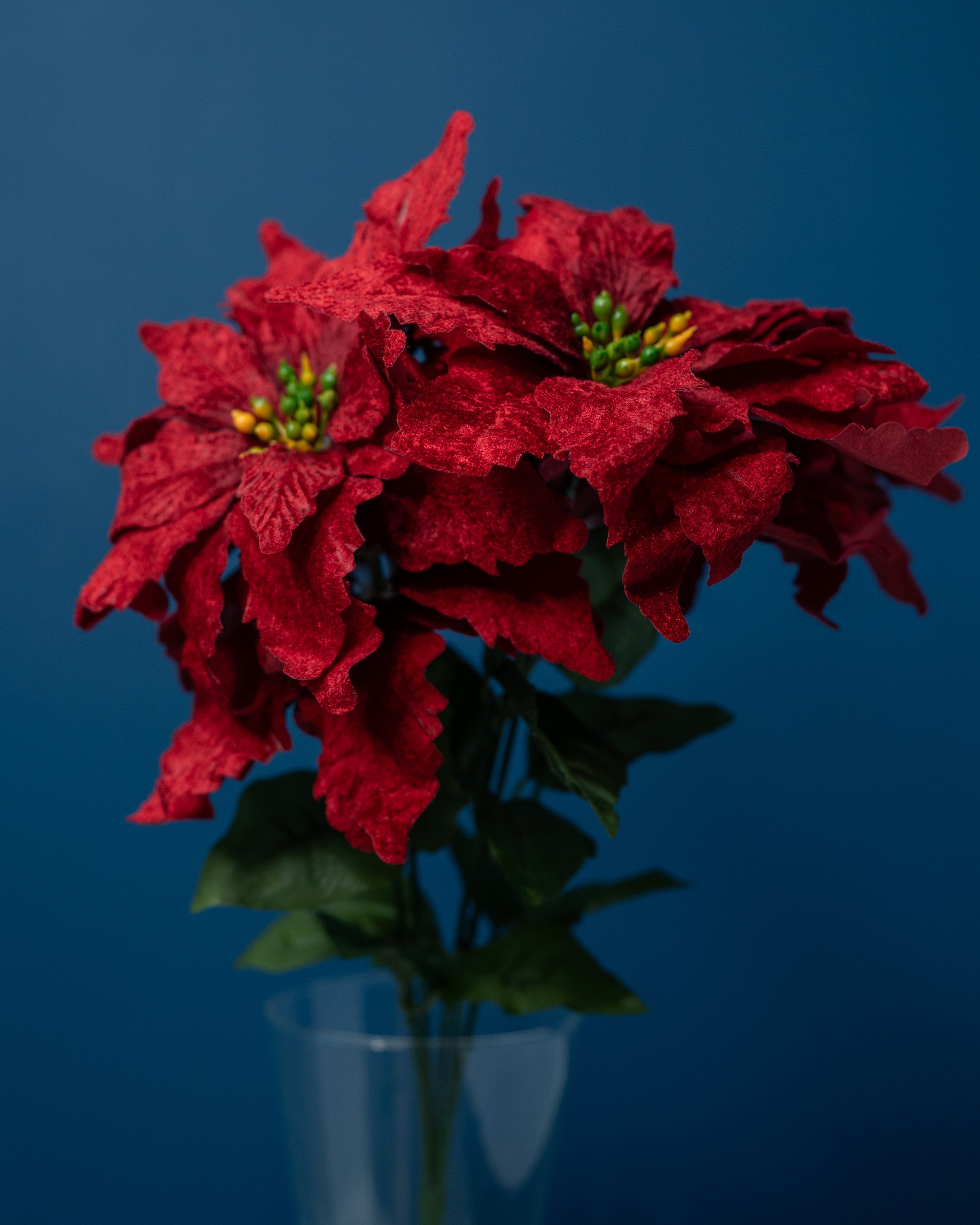 Velvet Poinsettia Flower
