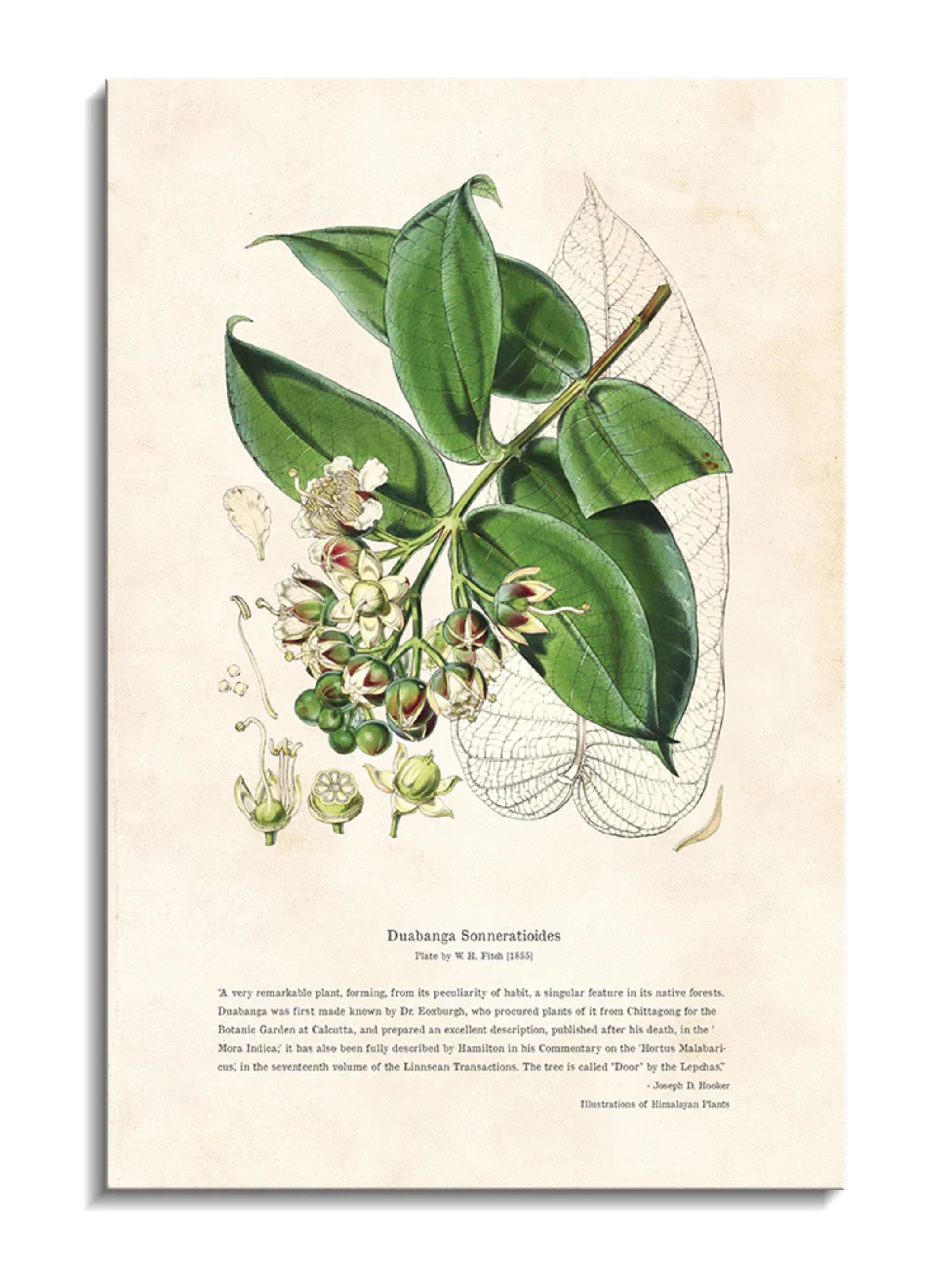 Wall Prints - Himalayan Plants - Duabanga sonneratioides