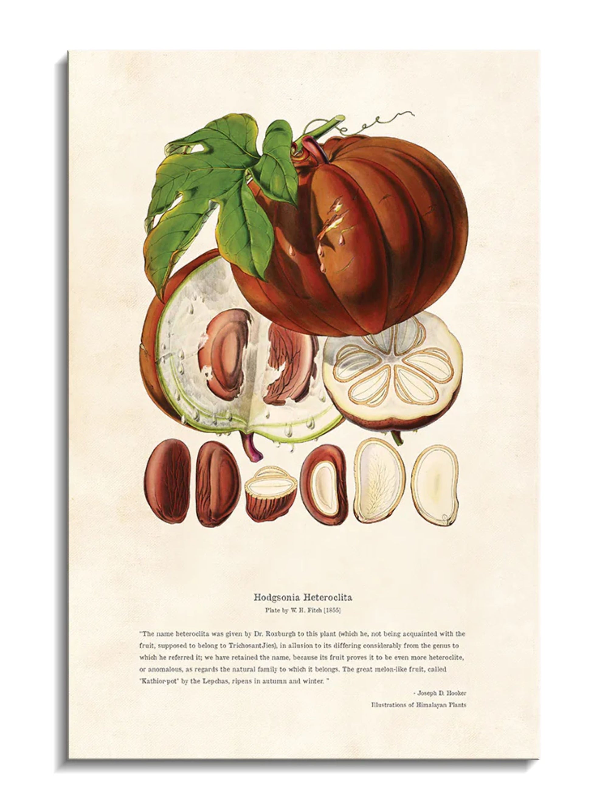 Wall Prints - Himalayan Plants - Hodgsonia heteroclita Fruit