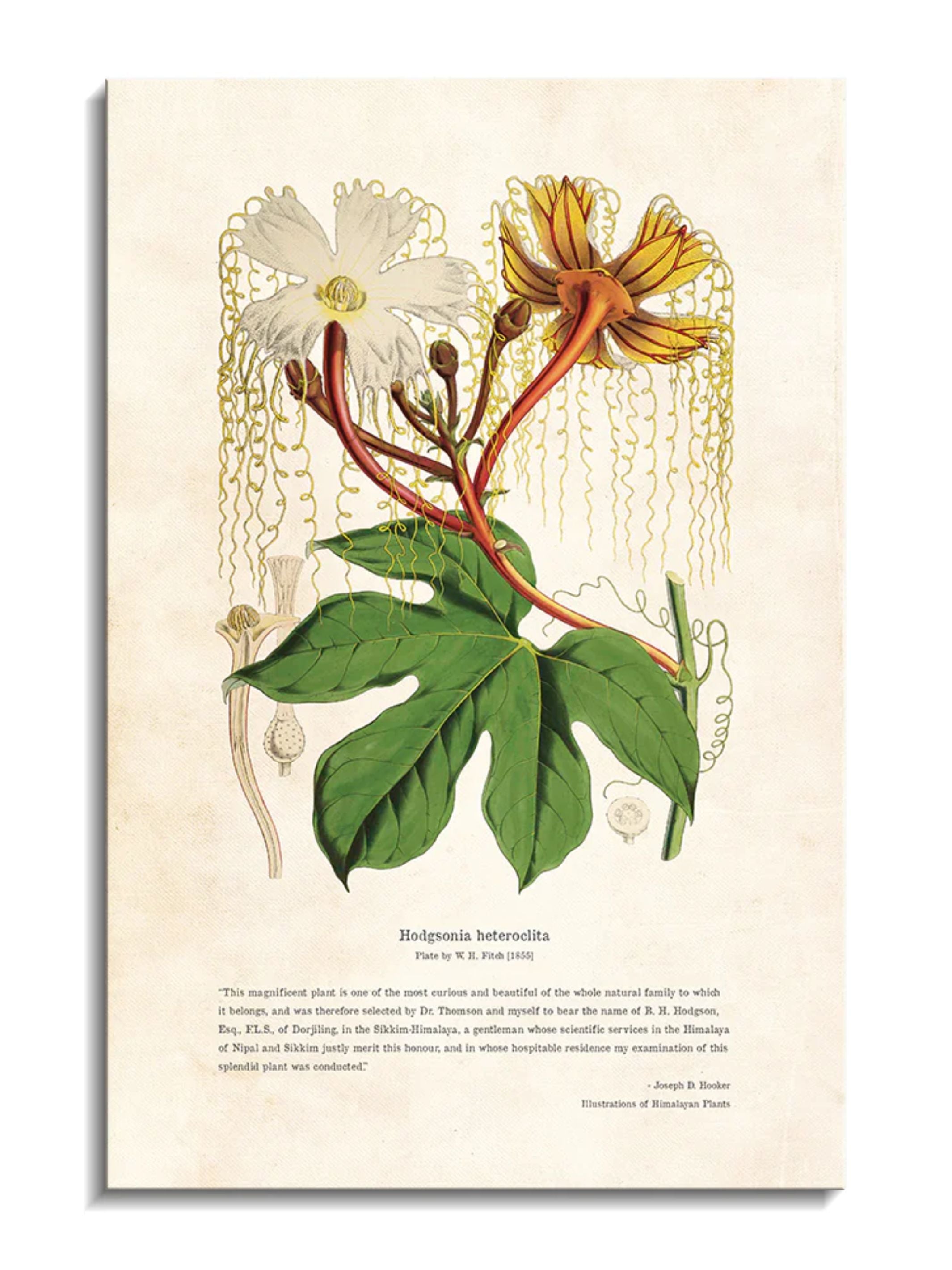 Wall Prints - Himalayan Plants - Hodgsonia heteroclita