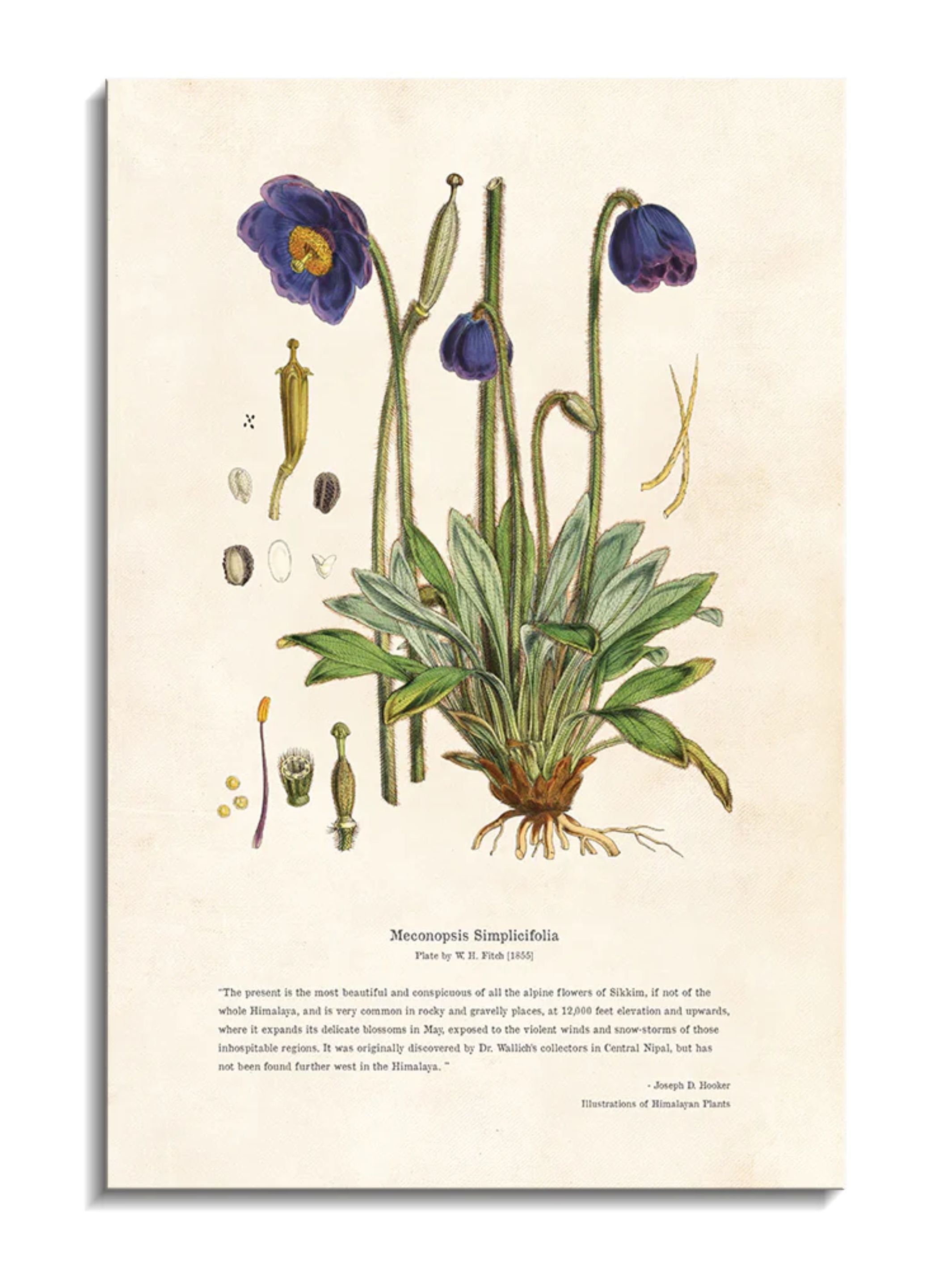 Wall Prints - Himalayan Plants - Meconopsis simplicifolia