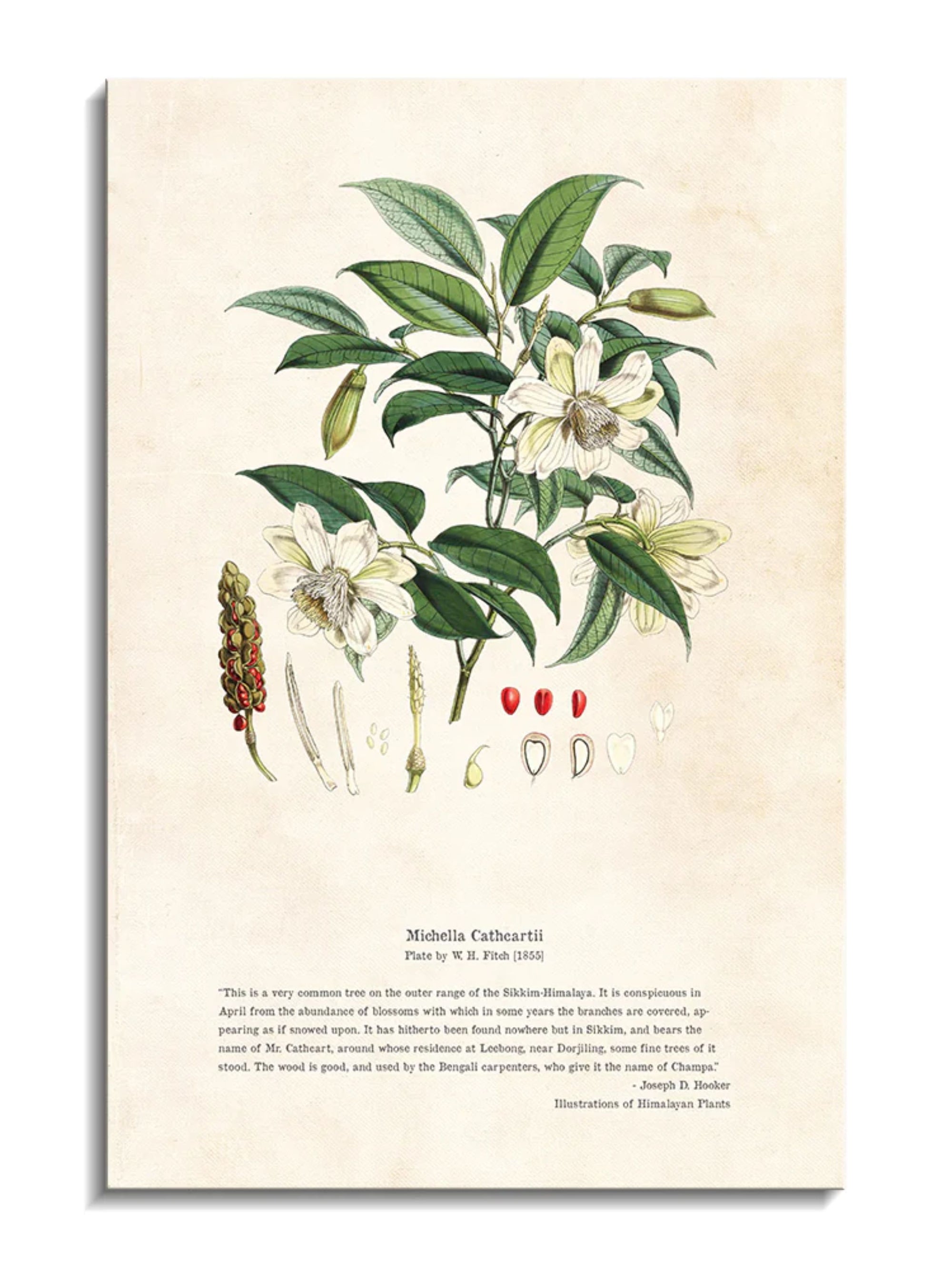 Wall Prints - Himalayan Plants - Michella cathcPrintsii