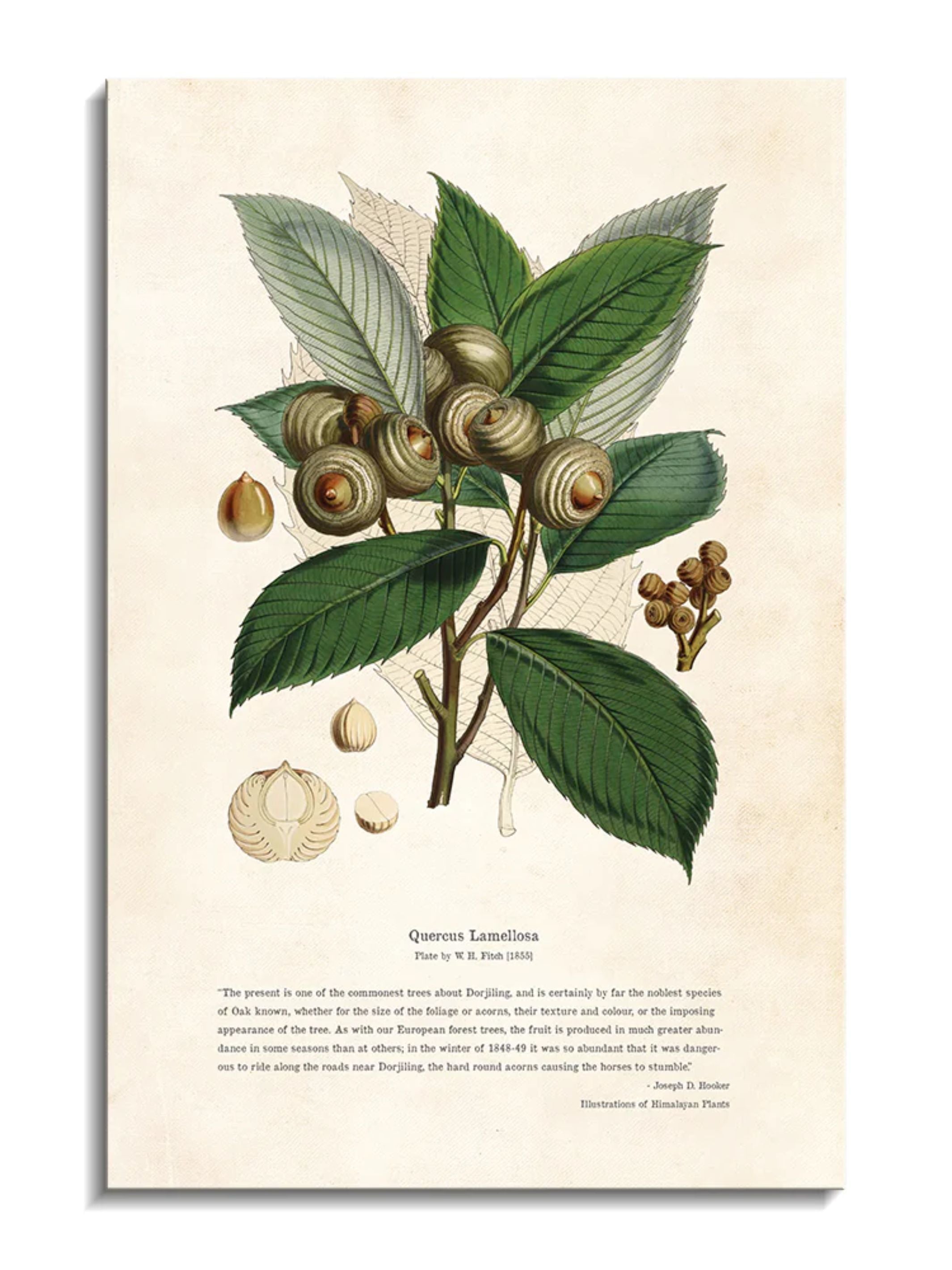 Wall Prints - Himalayan Plants - Quercus lamellosa