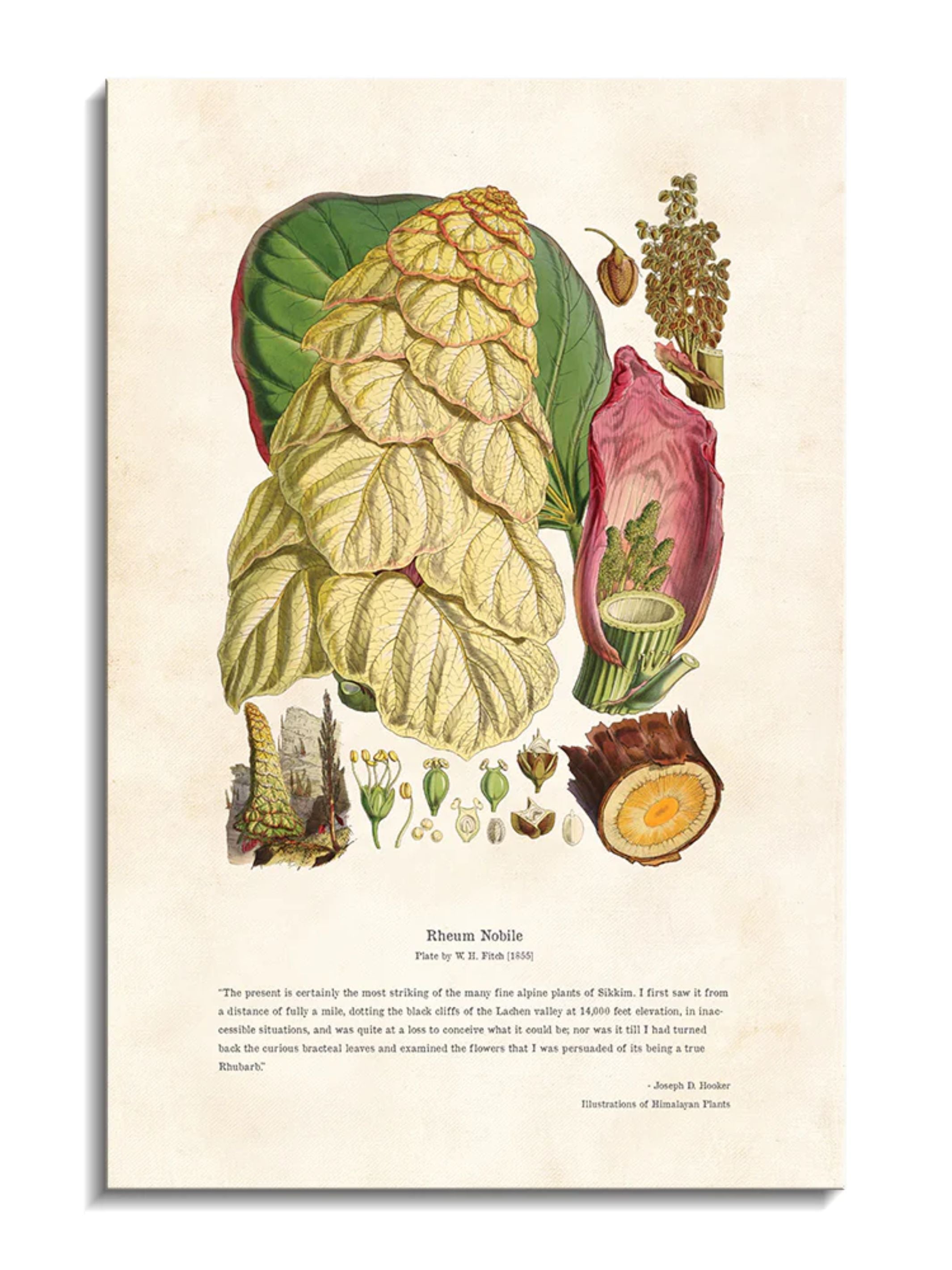 Wall Prints - Himalayan Plants - Rheum nobile