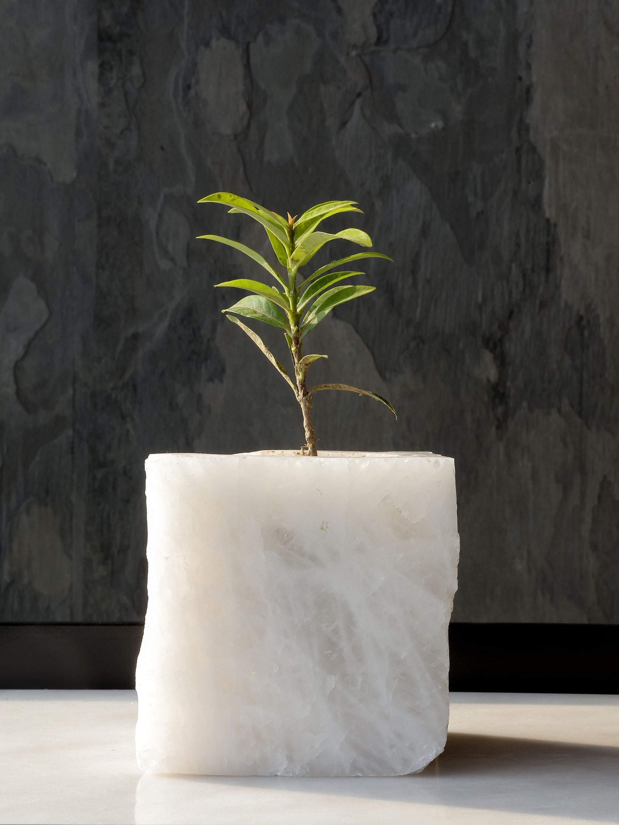 Semi Precious Planter