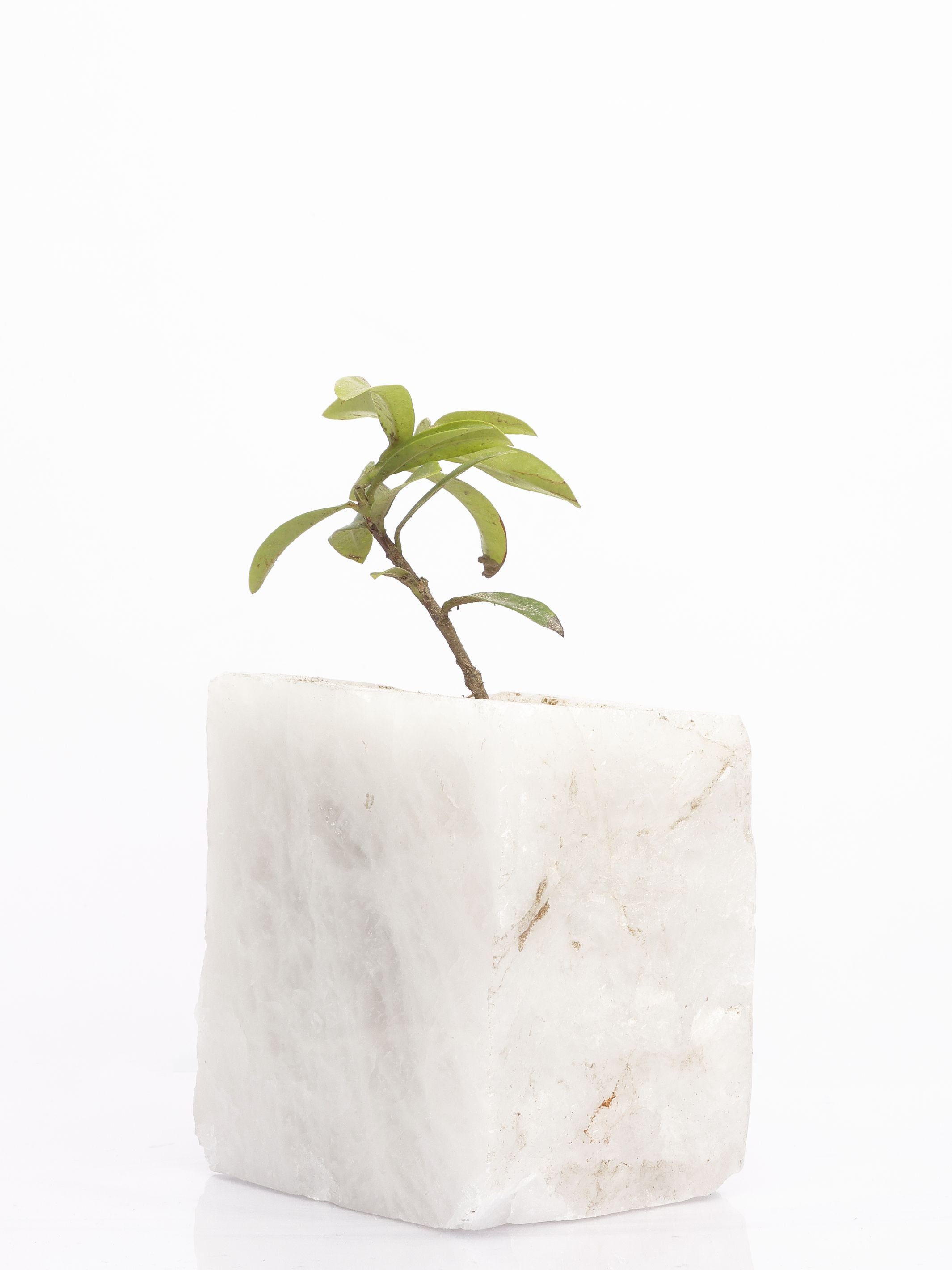 Semi Precious Planter