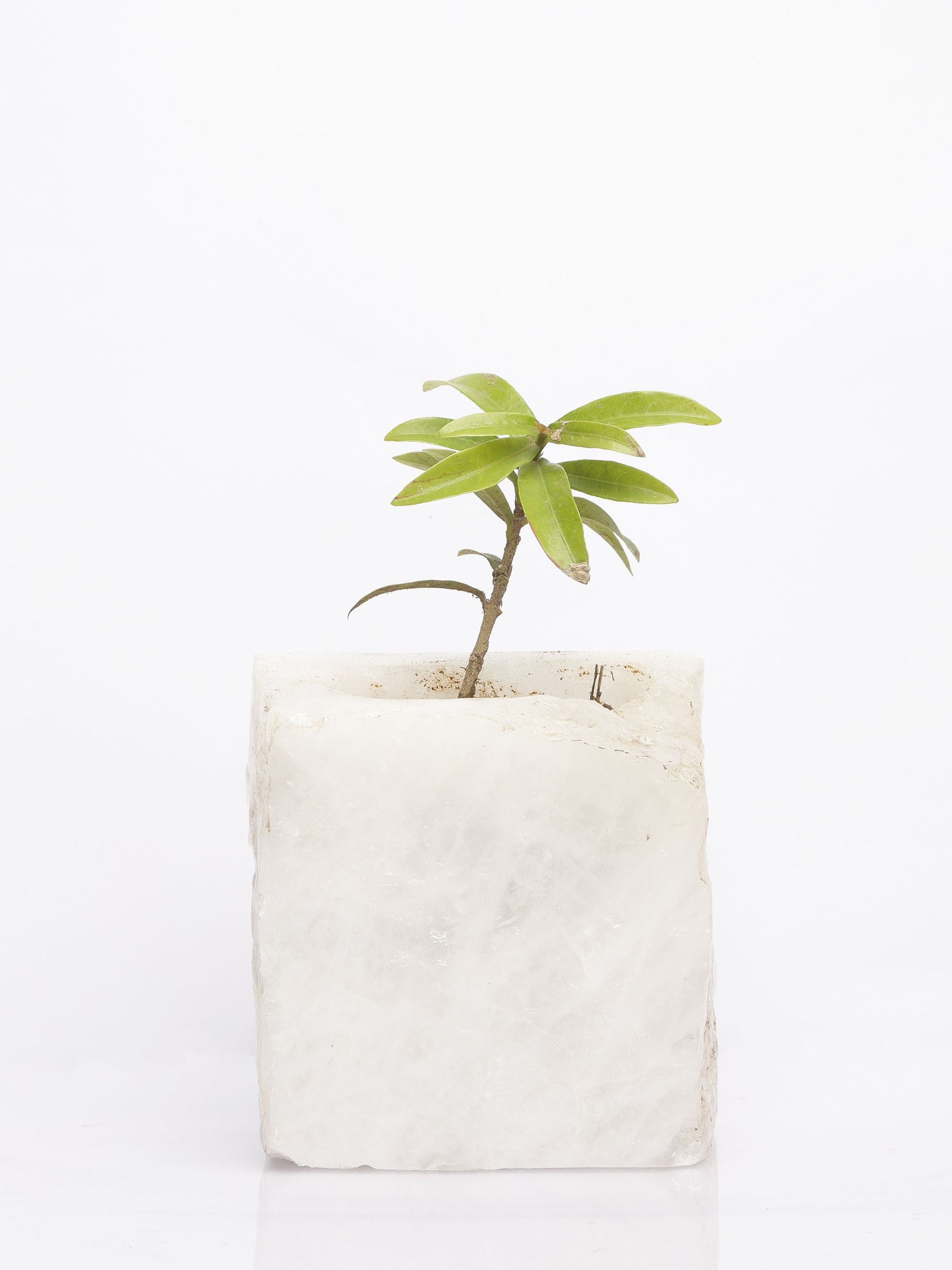 Semi Precious Planter