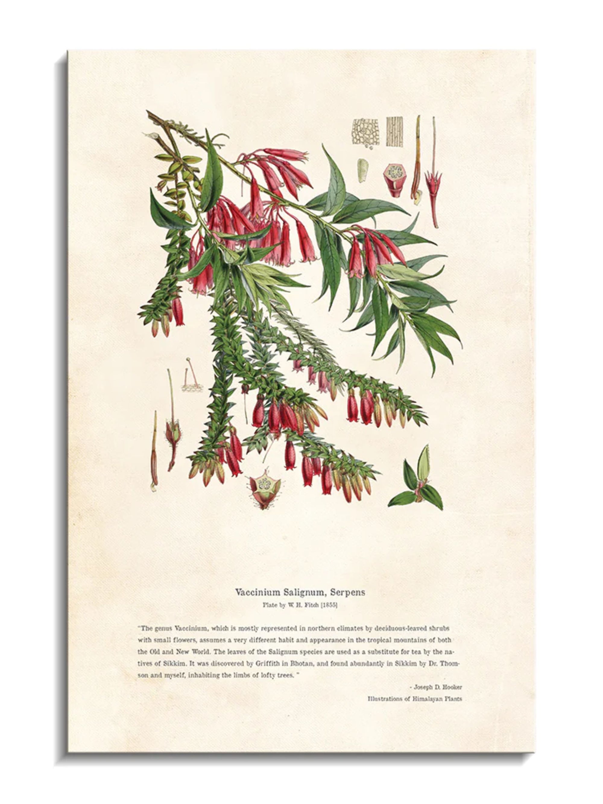 Wall Prints - Himalayan Plants - Vaccinium salignum_ Serpens