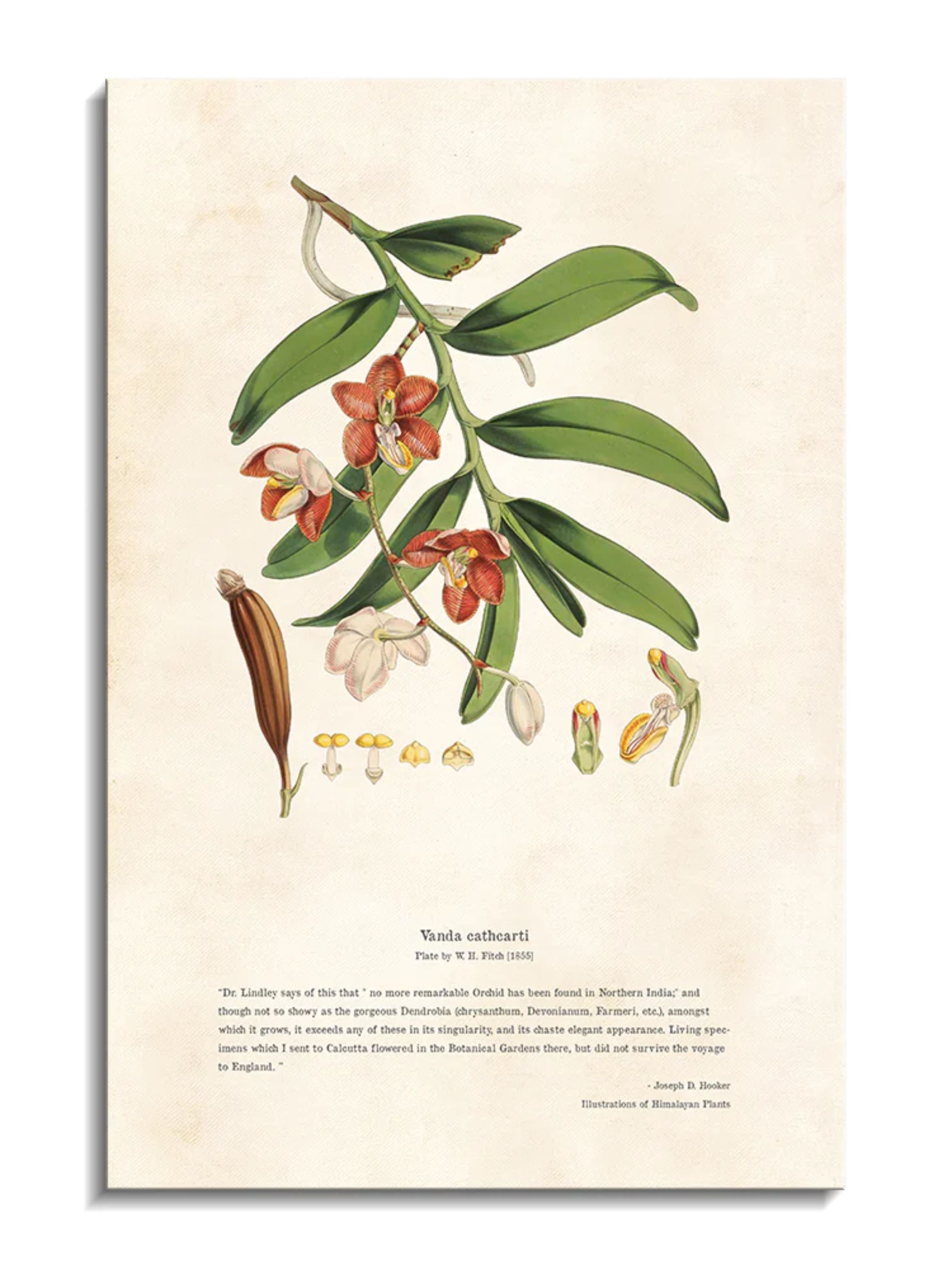 Wall Prints - Himalayan Plants - Vanda cathcPrintsi