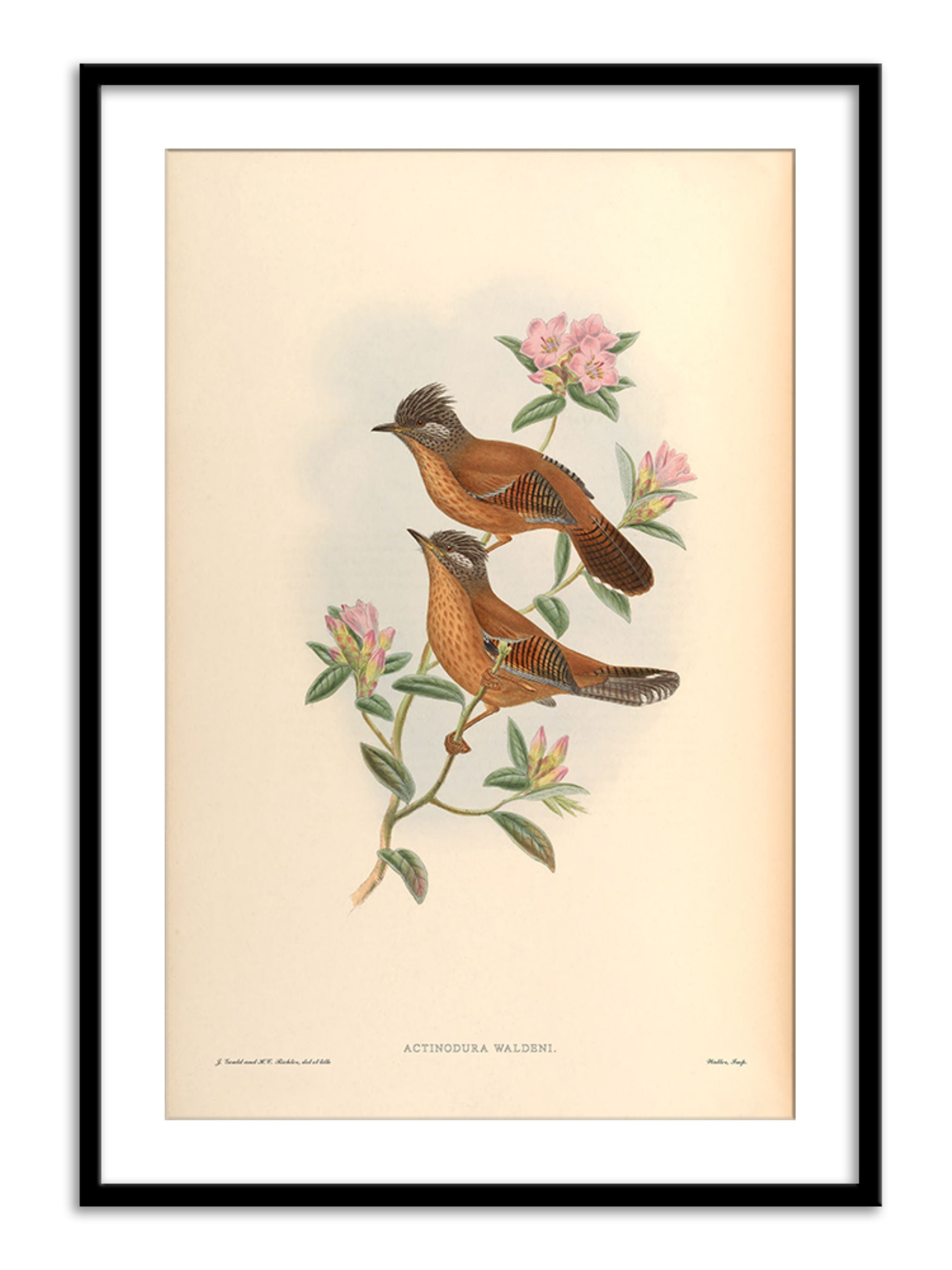 Wall Prints - Actinodura Waldeni