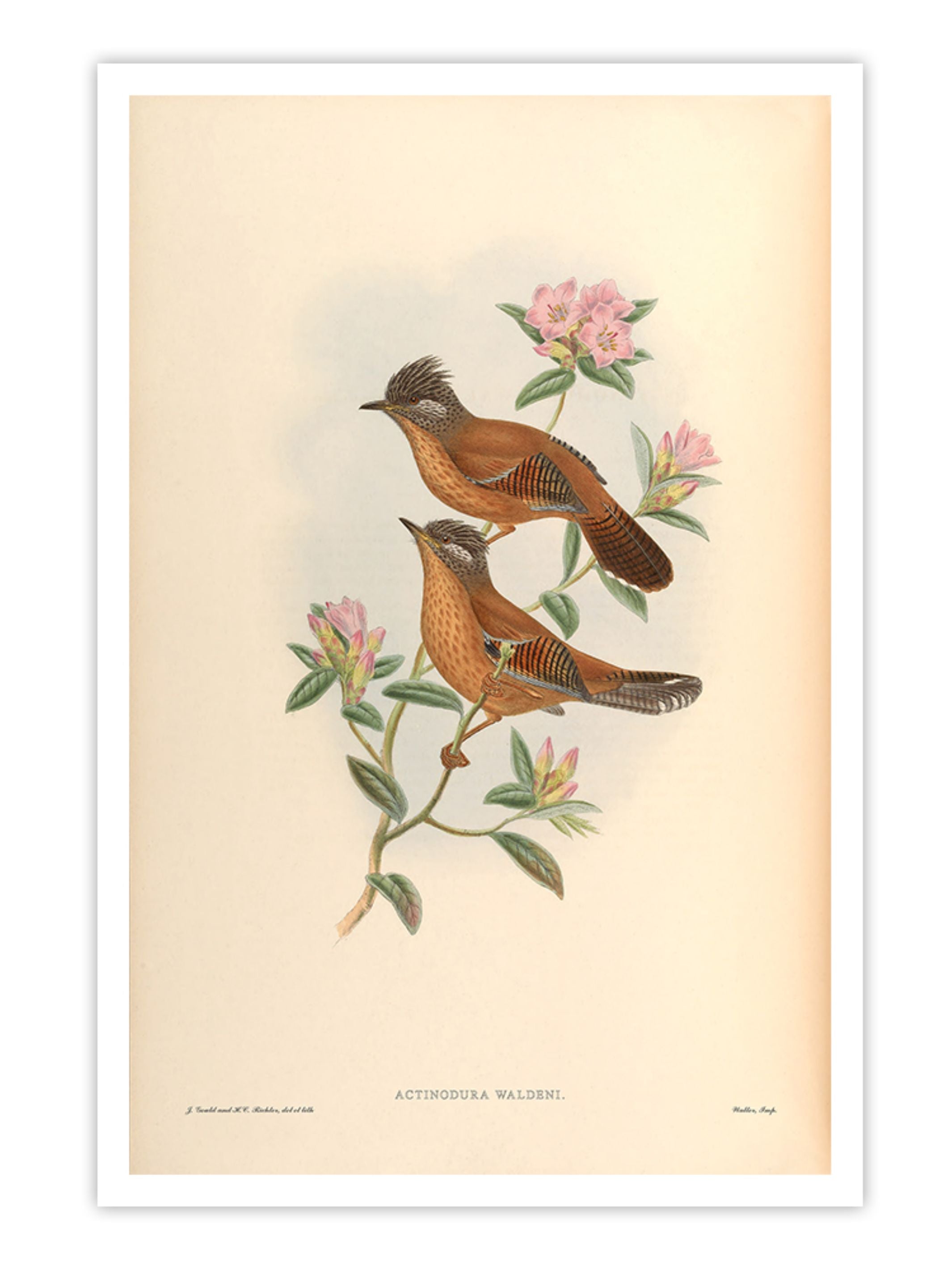 Wall Prints - Actinodura Waldeni