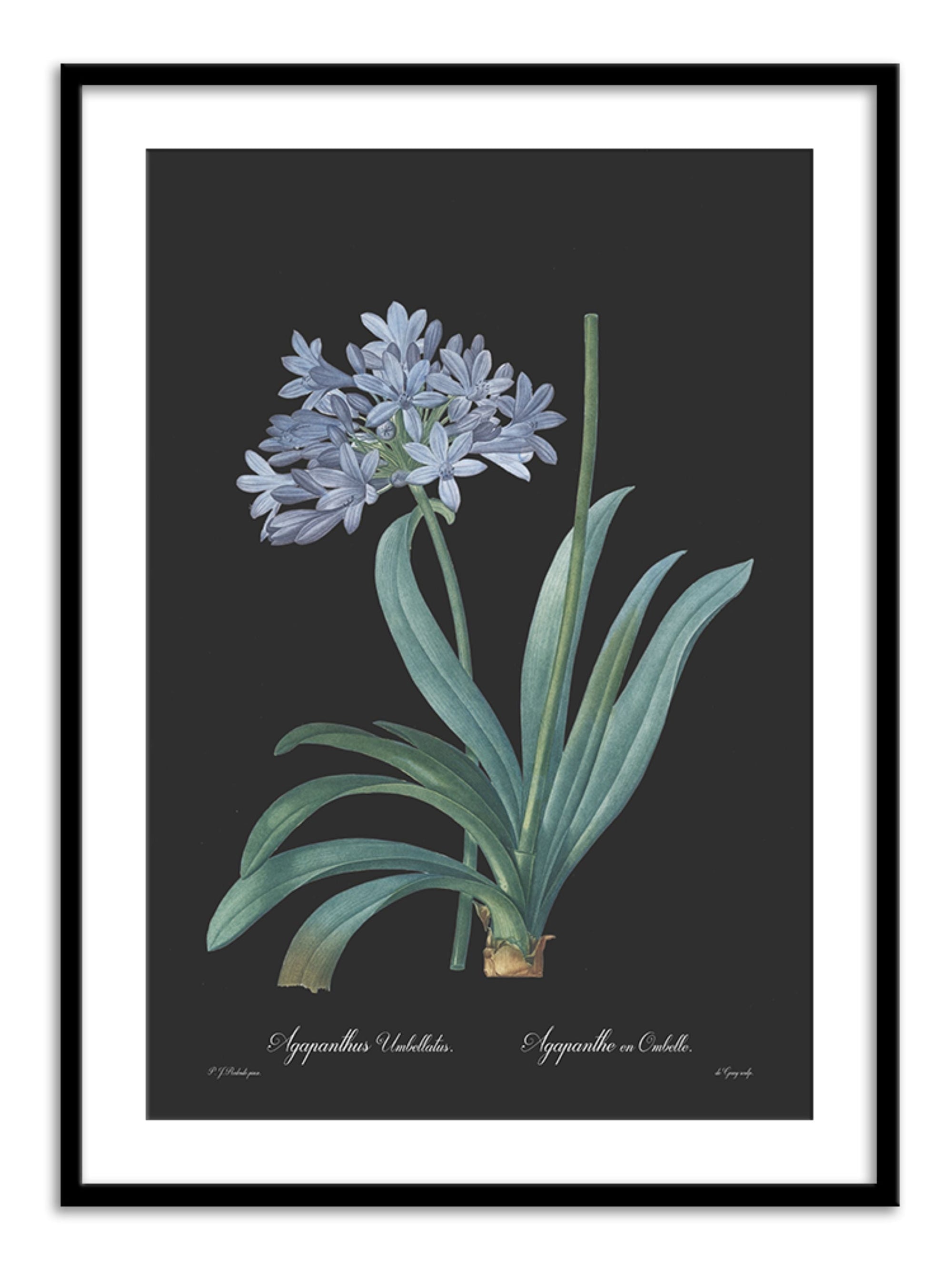 Wall Prints - Agapanthus umbellatus - Dark