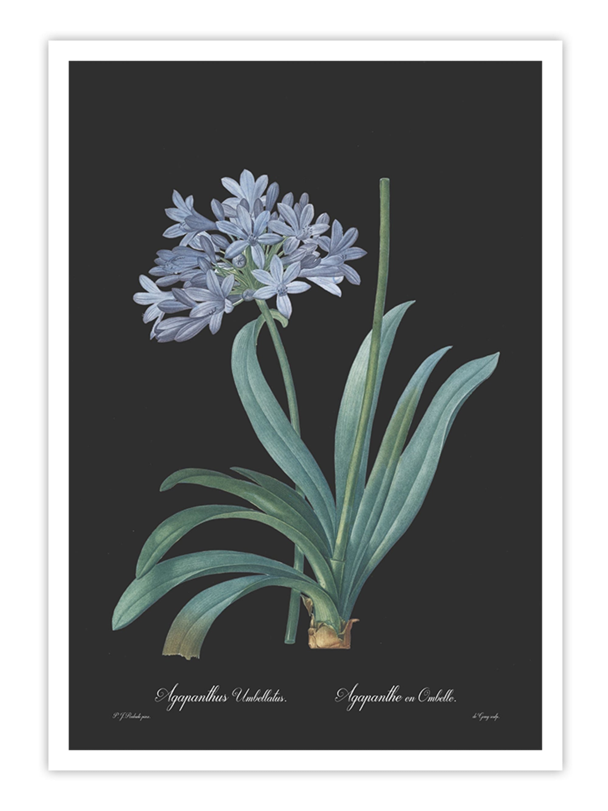 Wall Prints - Agapanthus umbellatus - Dark