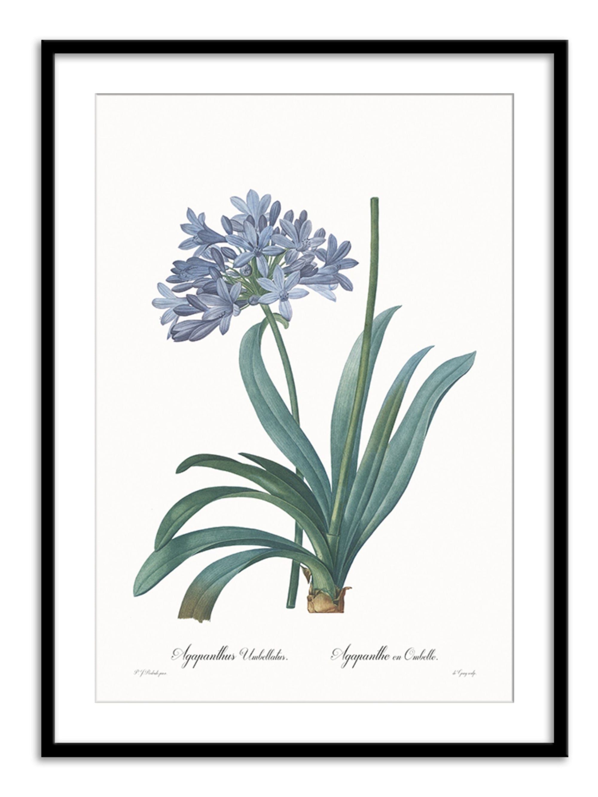 Wall Prints - Agapanthus umbellatus