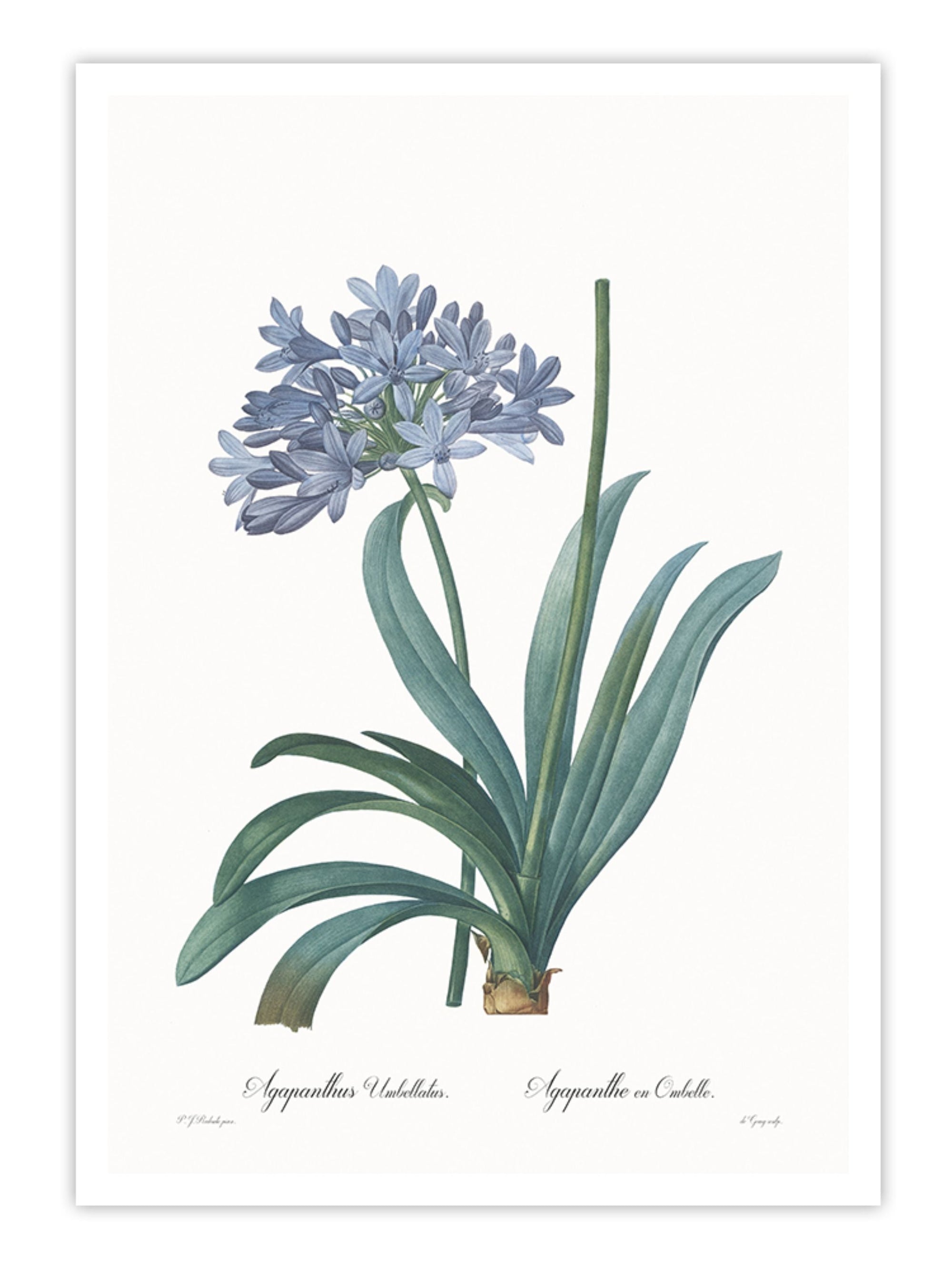 Wall Prints - Agapanthus umbellatus