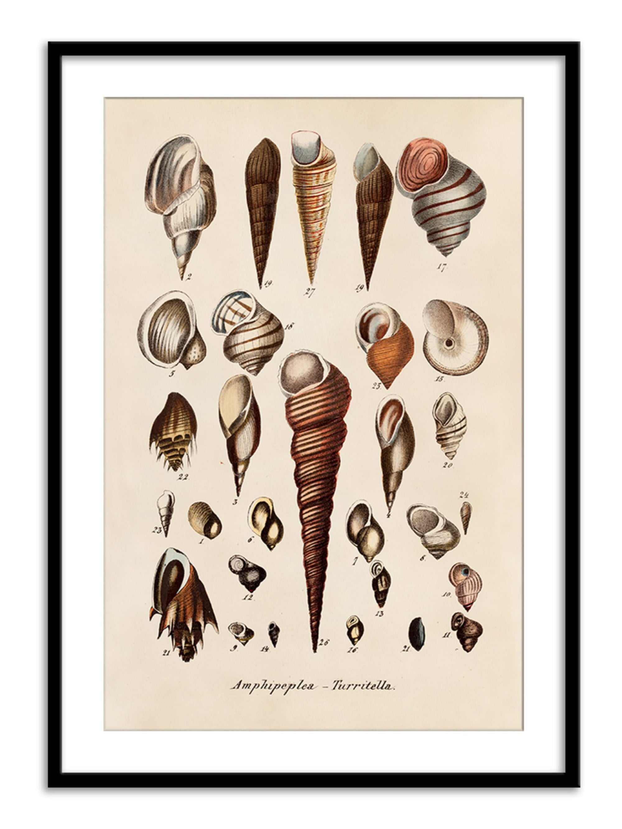 Wall Prints - Amphipeplea - Turritella