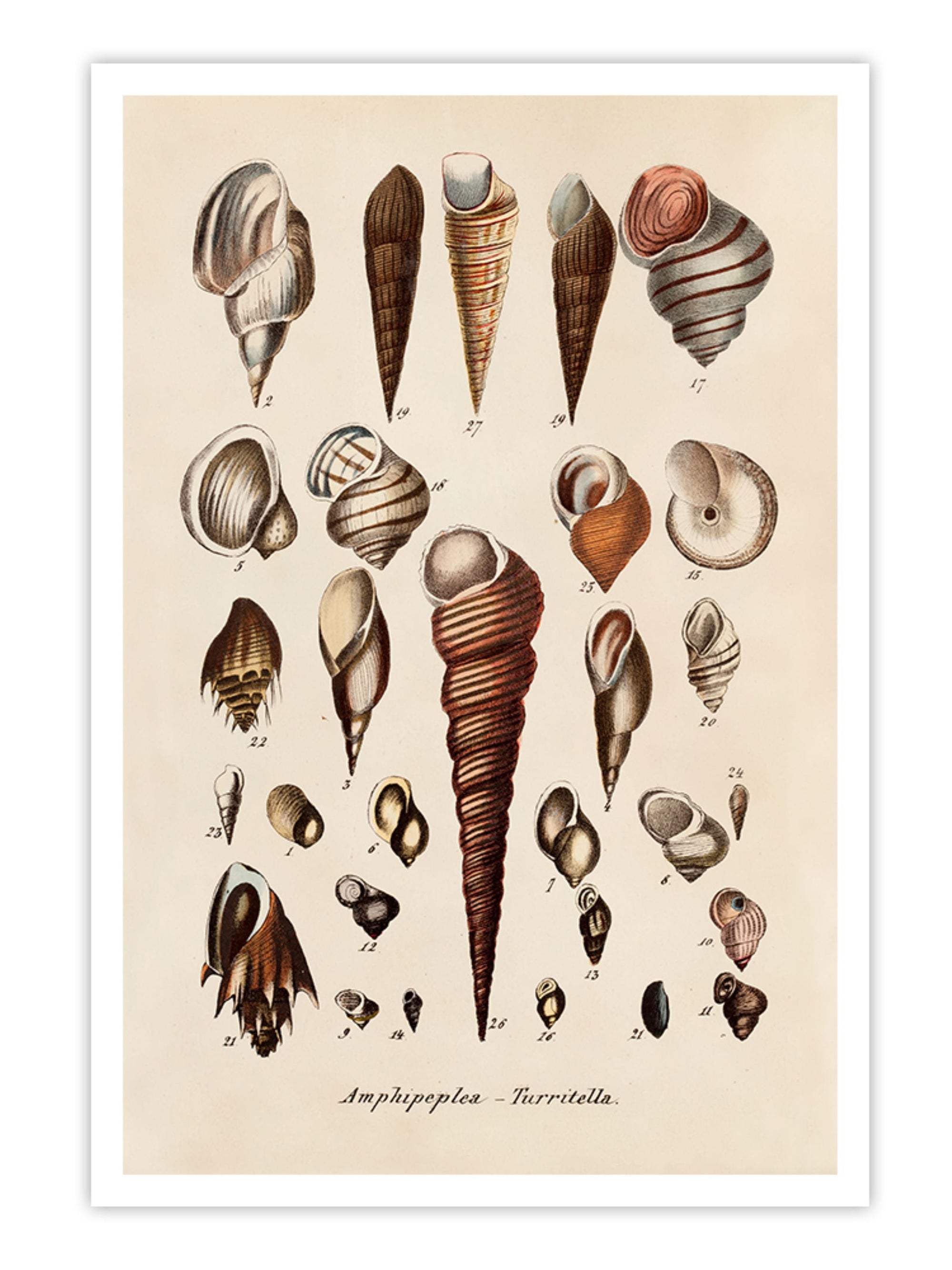 Wall Prints - Amphipeplea - Turritella