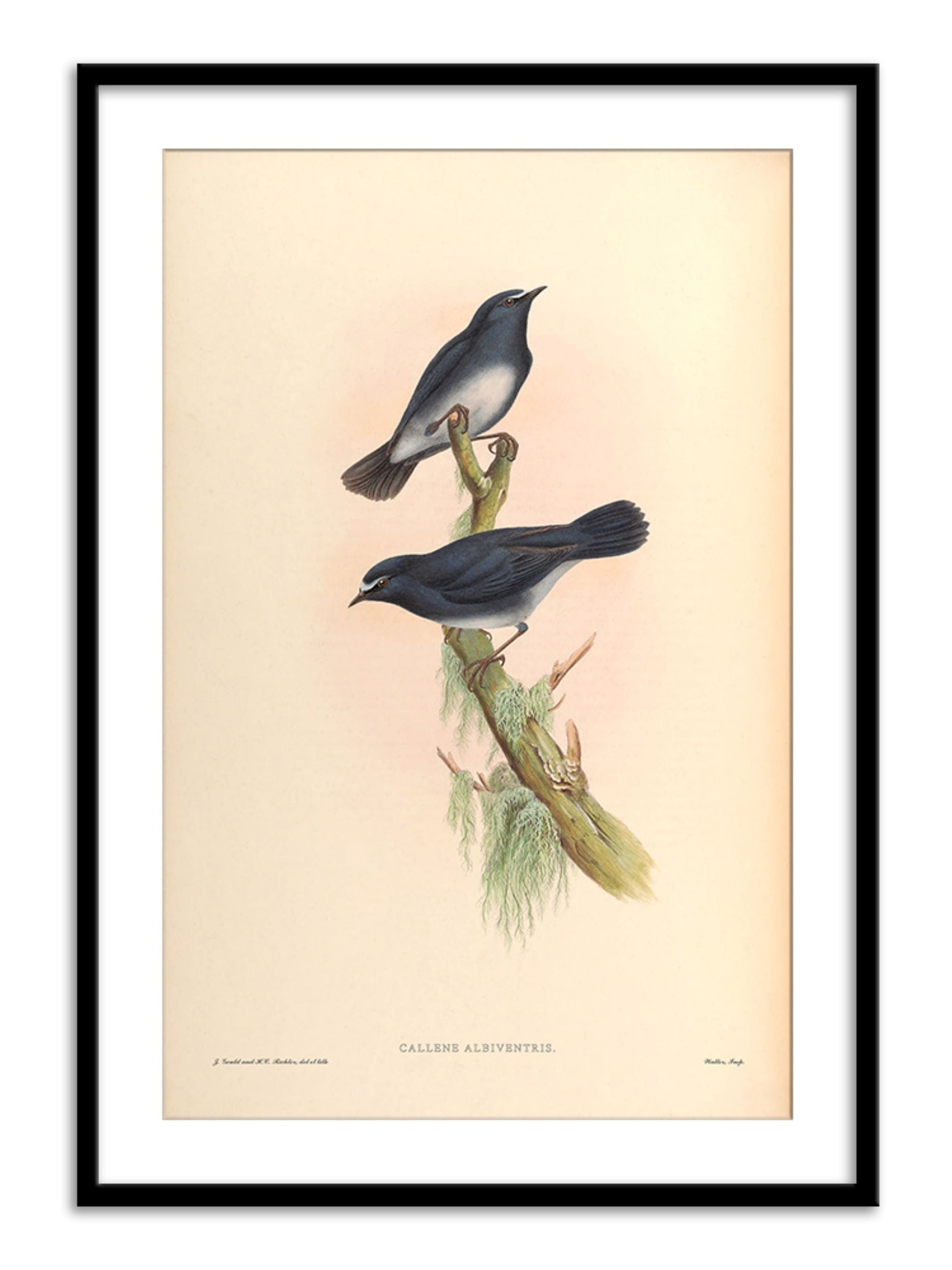 Wall Prints - Callene Albiventris