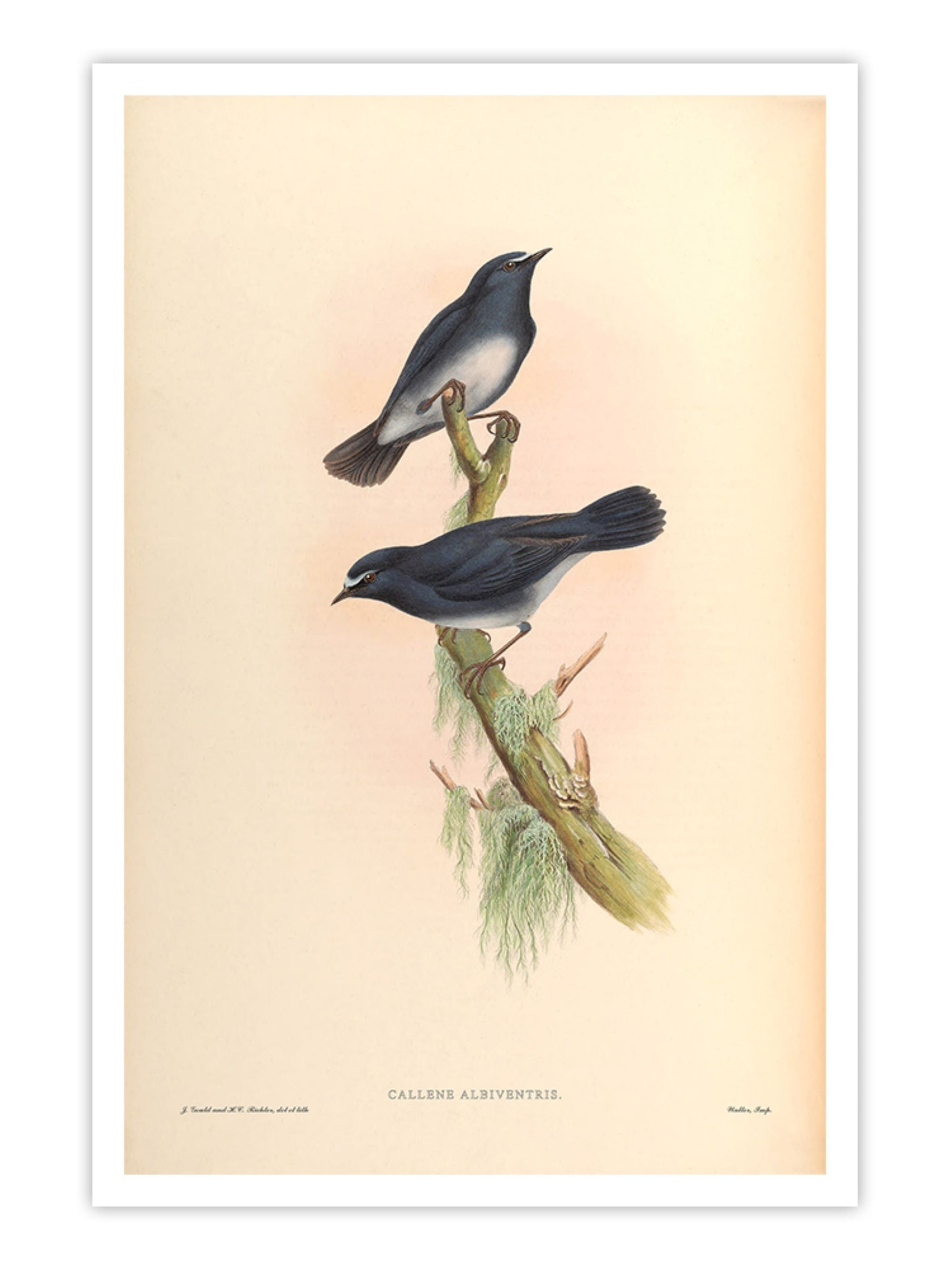 Wall Prints - Callene Albiventris