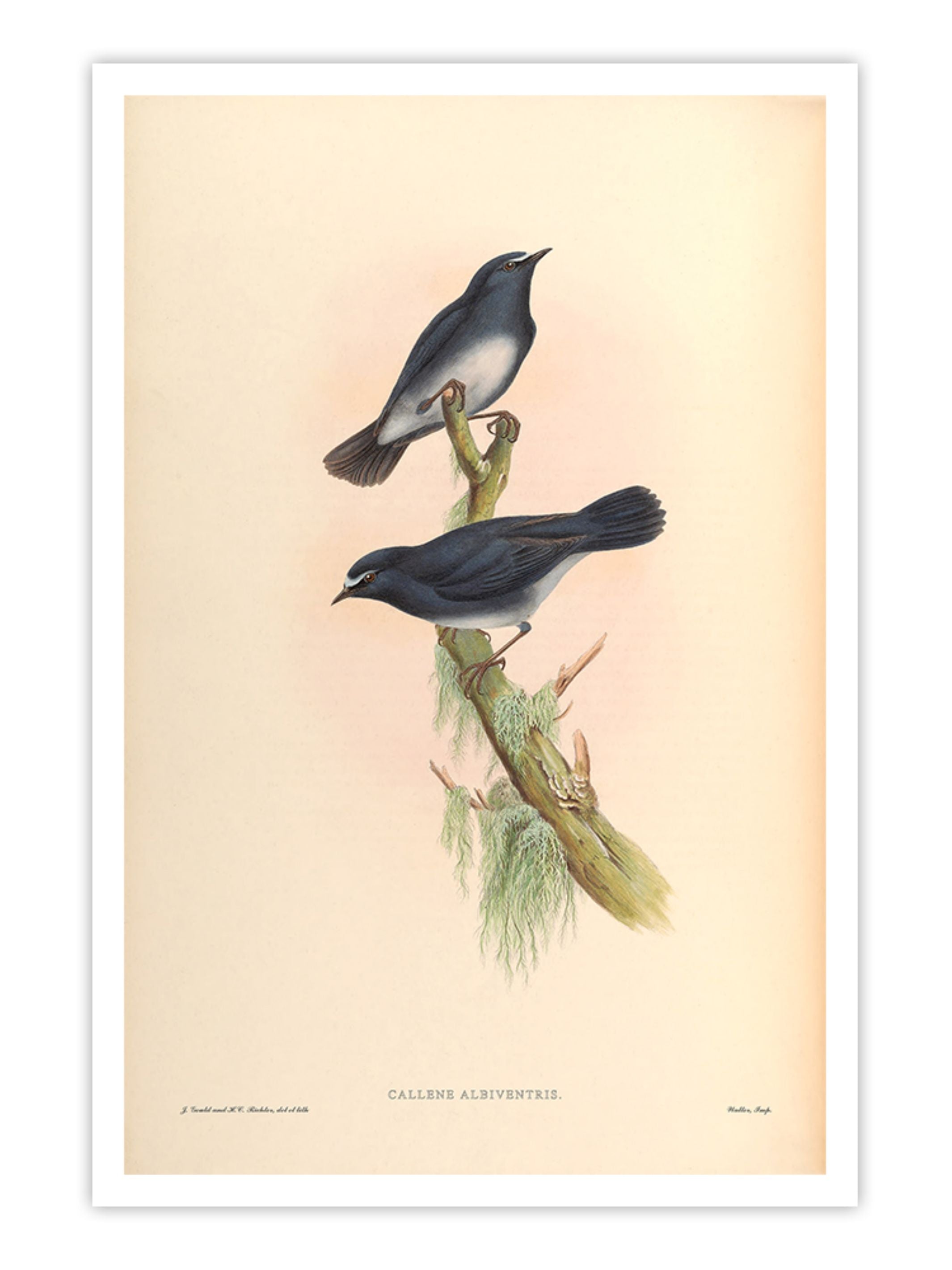 Wall Prints - Callene Albiventris