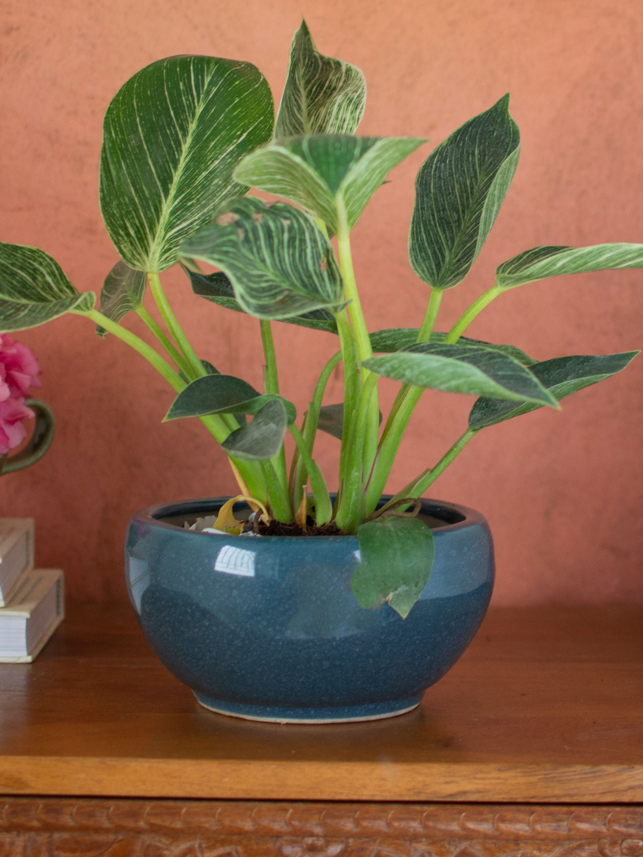 Ceramic Bonsai Planter Blue