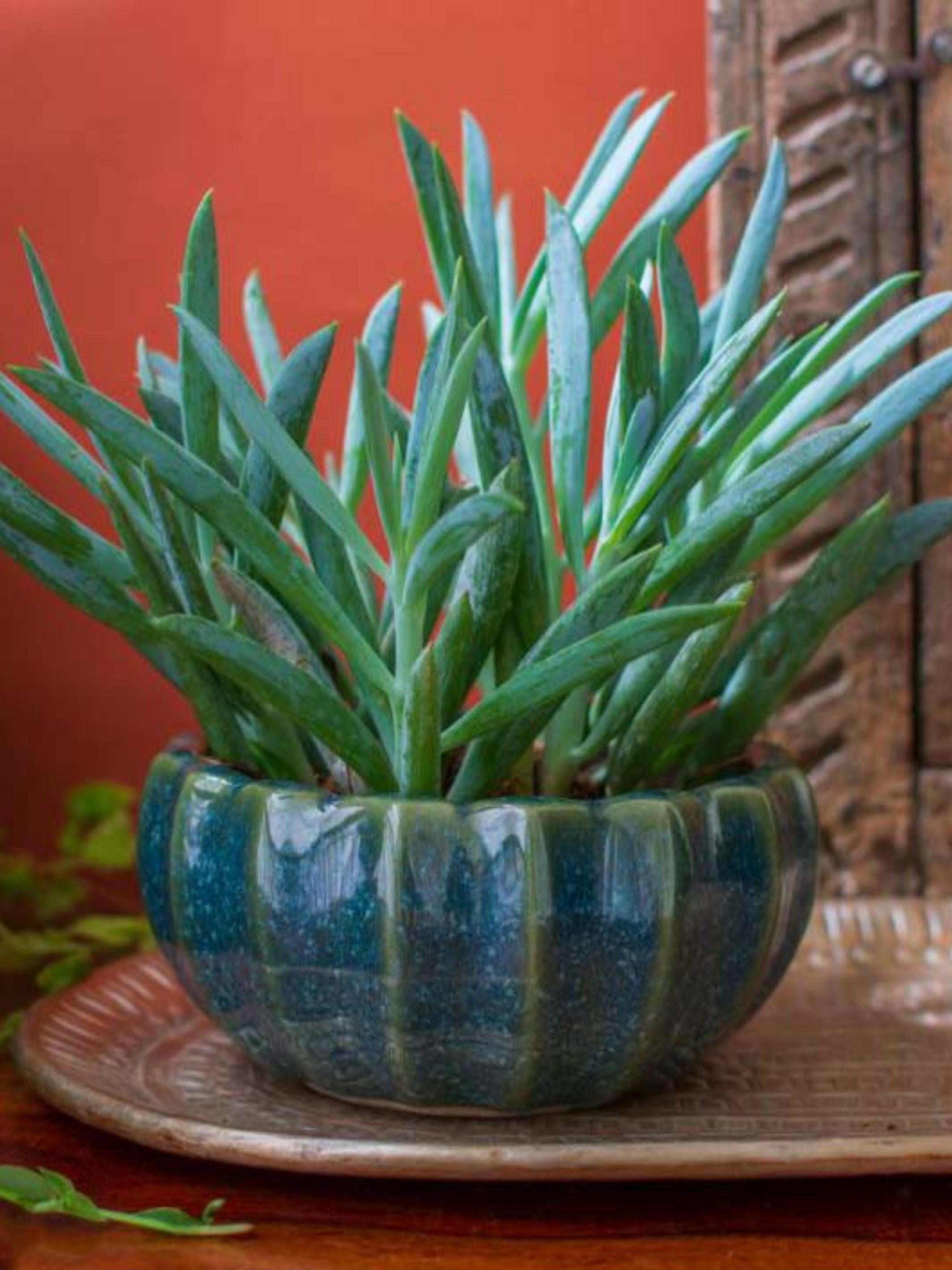 Ceramic Bonsai Planter Set of 2