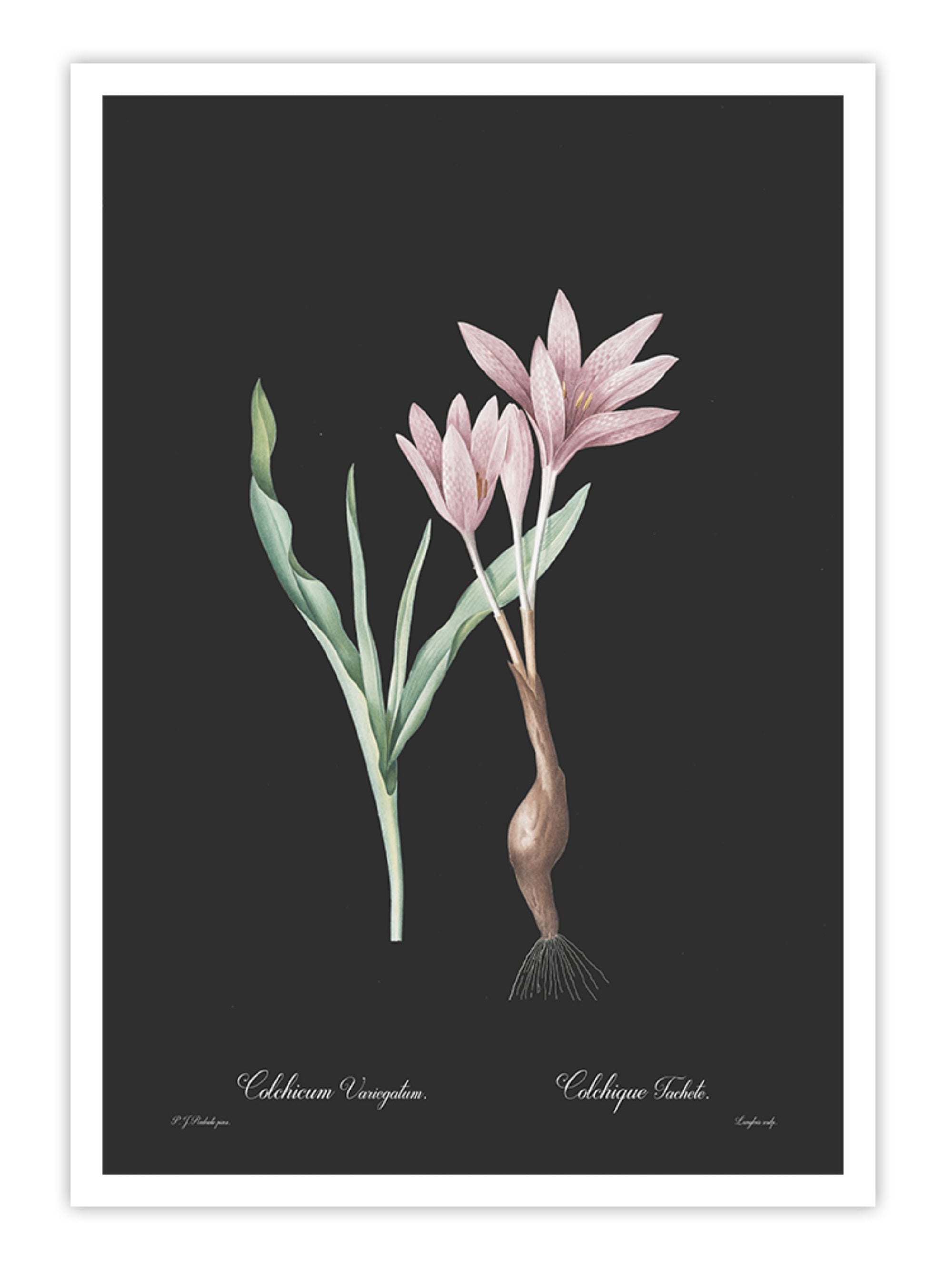 Wall Prints - Colchicum variegatum - Dark