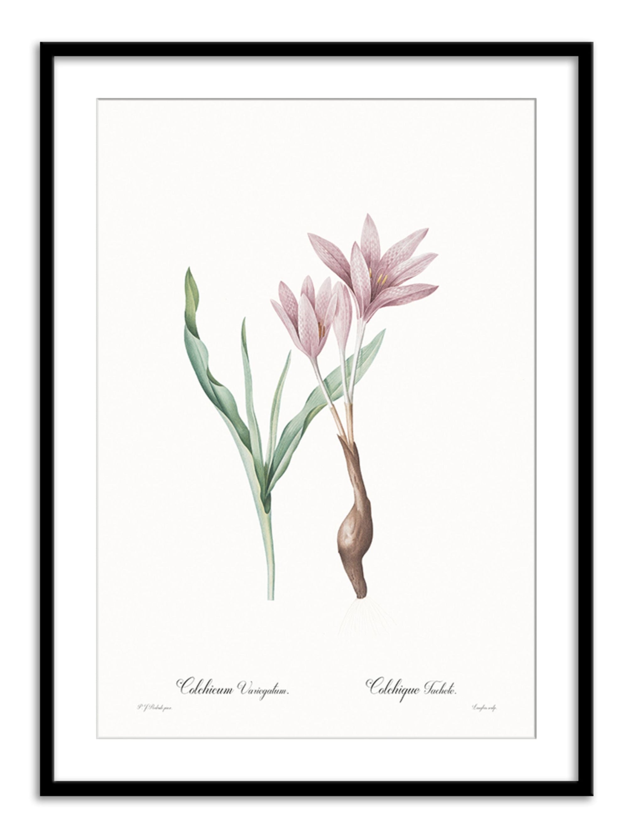 Wall Prints - Colchicum variegatum
