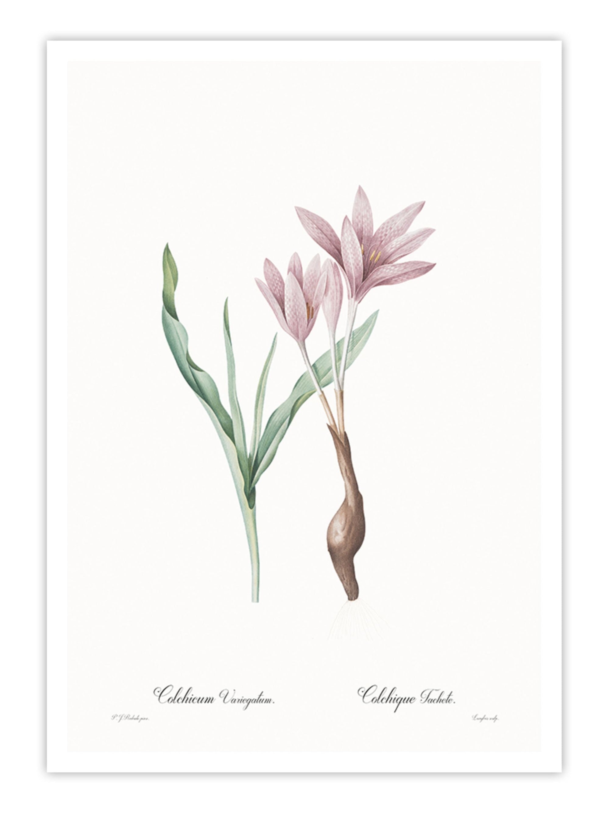 Wall Prints - Colchicum variegatum