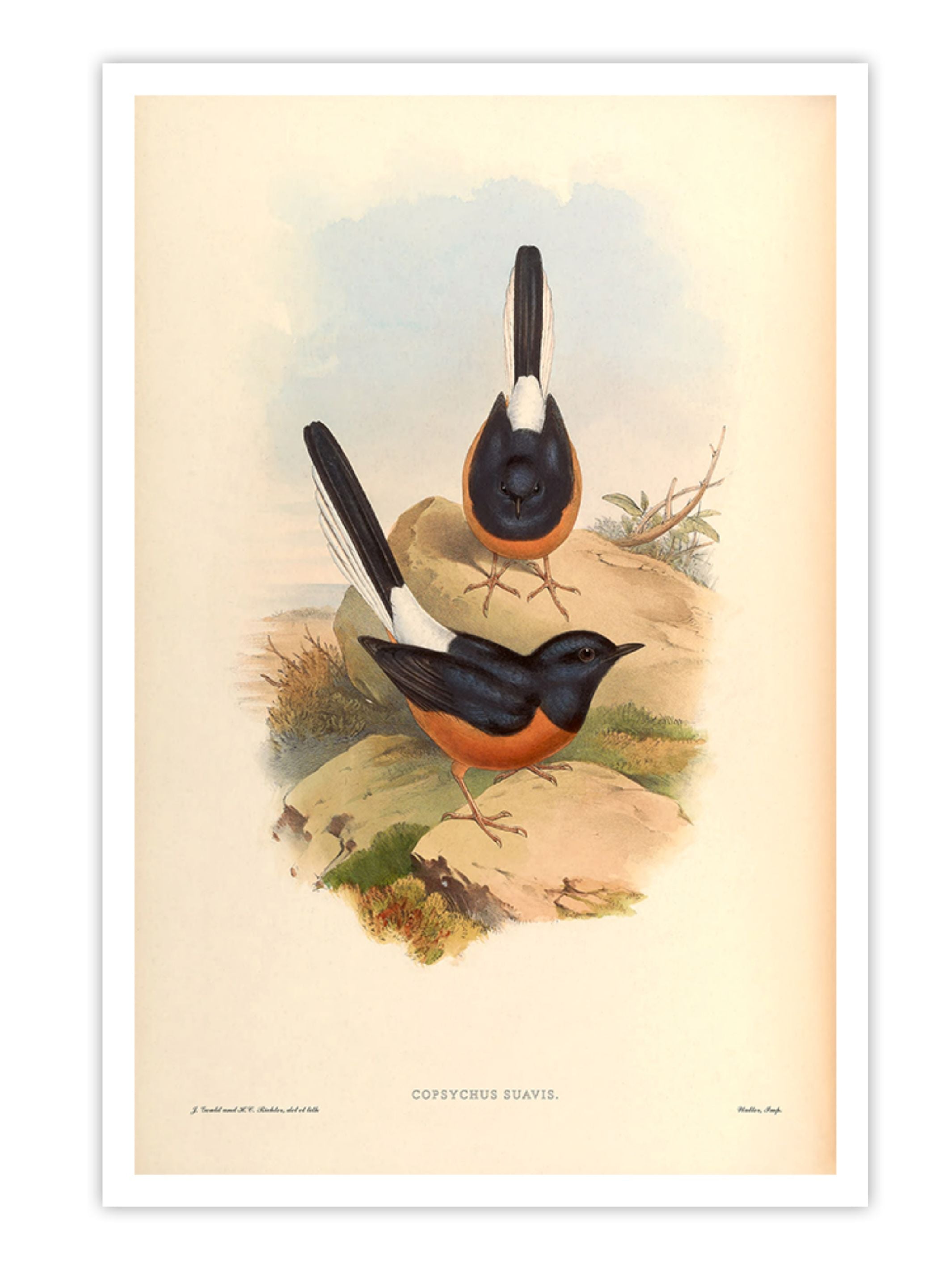 Wall Prints - Copsychus Suavis