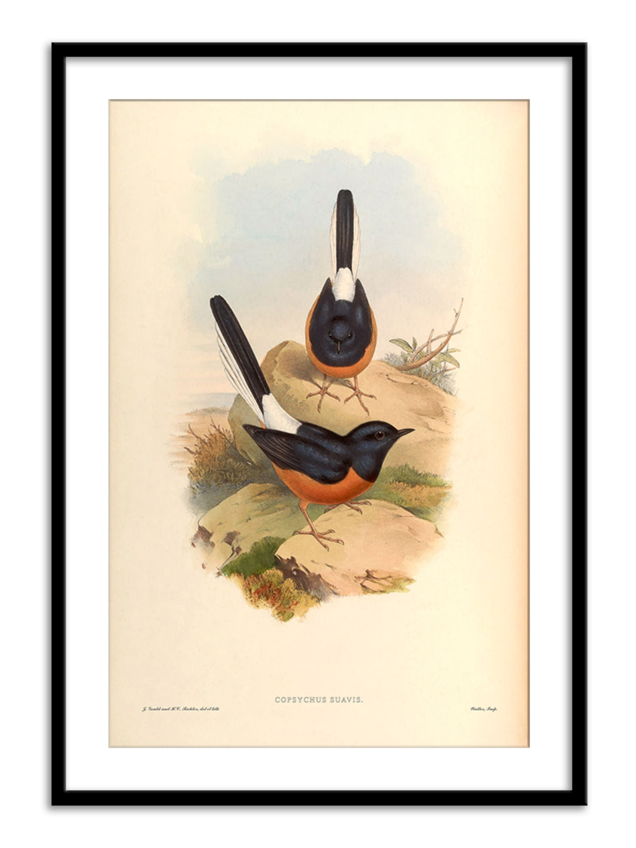 Wall Prints - Copsychus Suavis