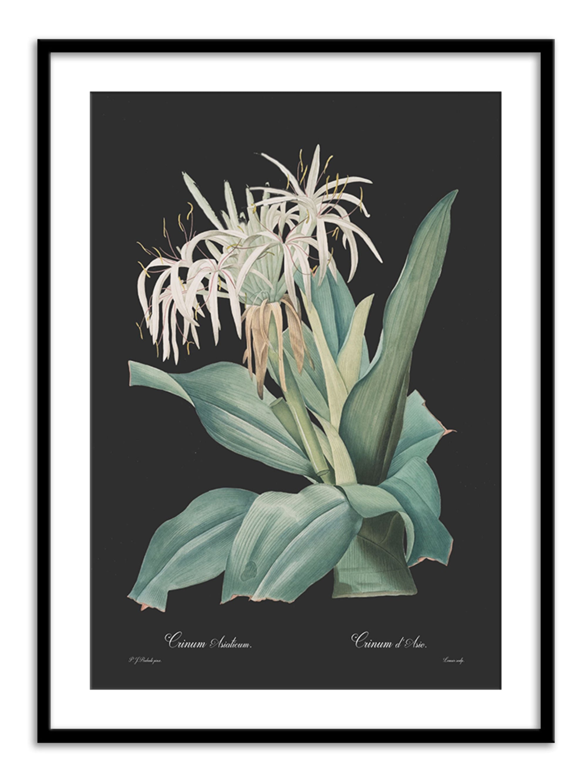 Wall Prints - Crinum asiaticum - Dark