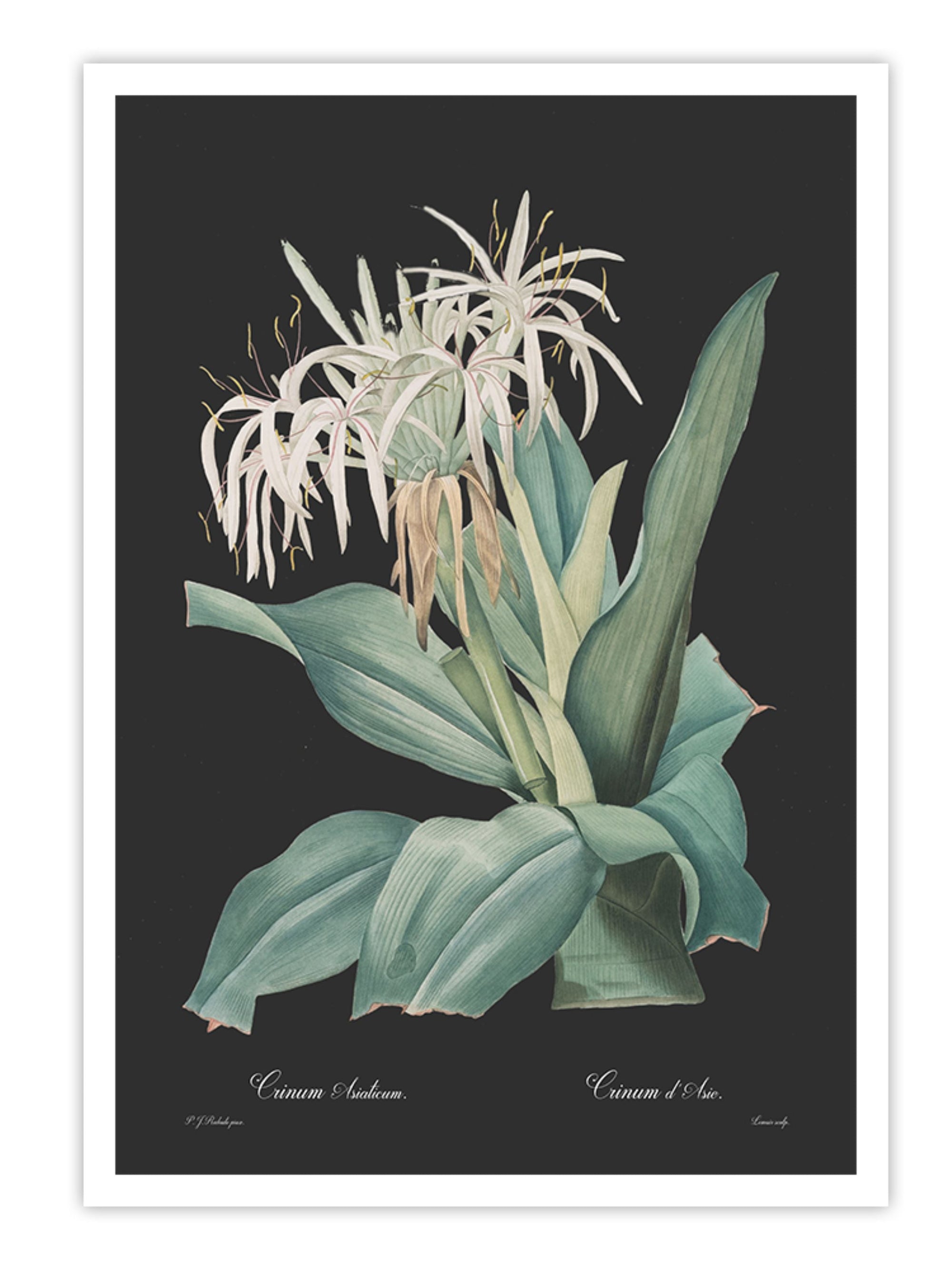 Wall Prints - Crinum asiaticum - Dark