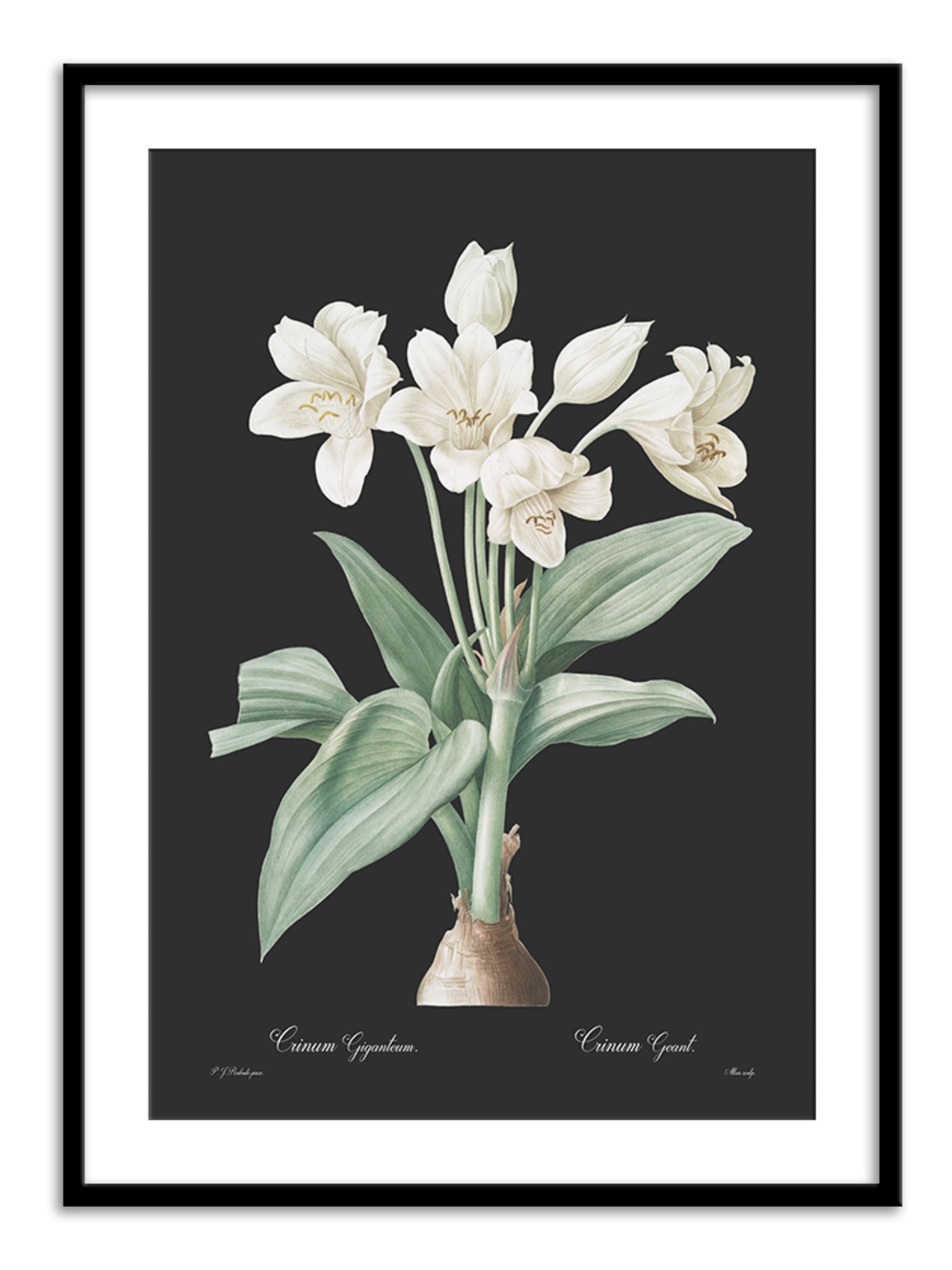 Wall Prints - Crinum giganteum - Dark