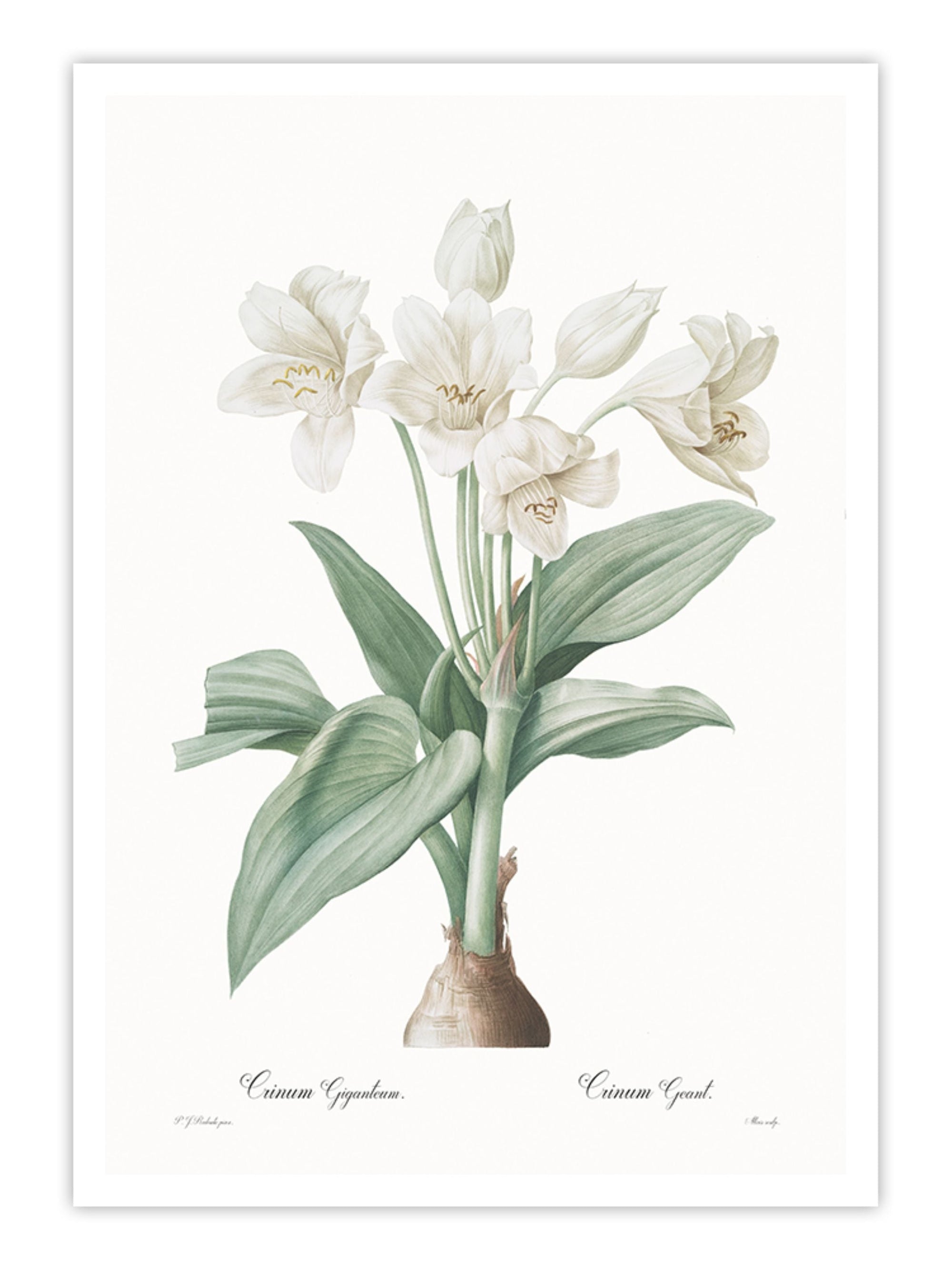 Wall Prints - Crinum giganteum