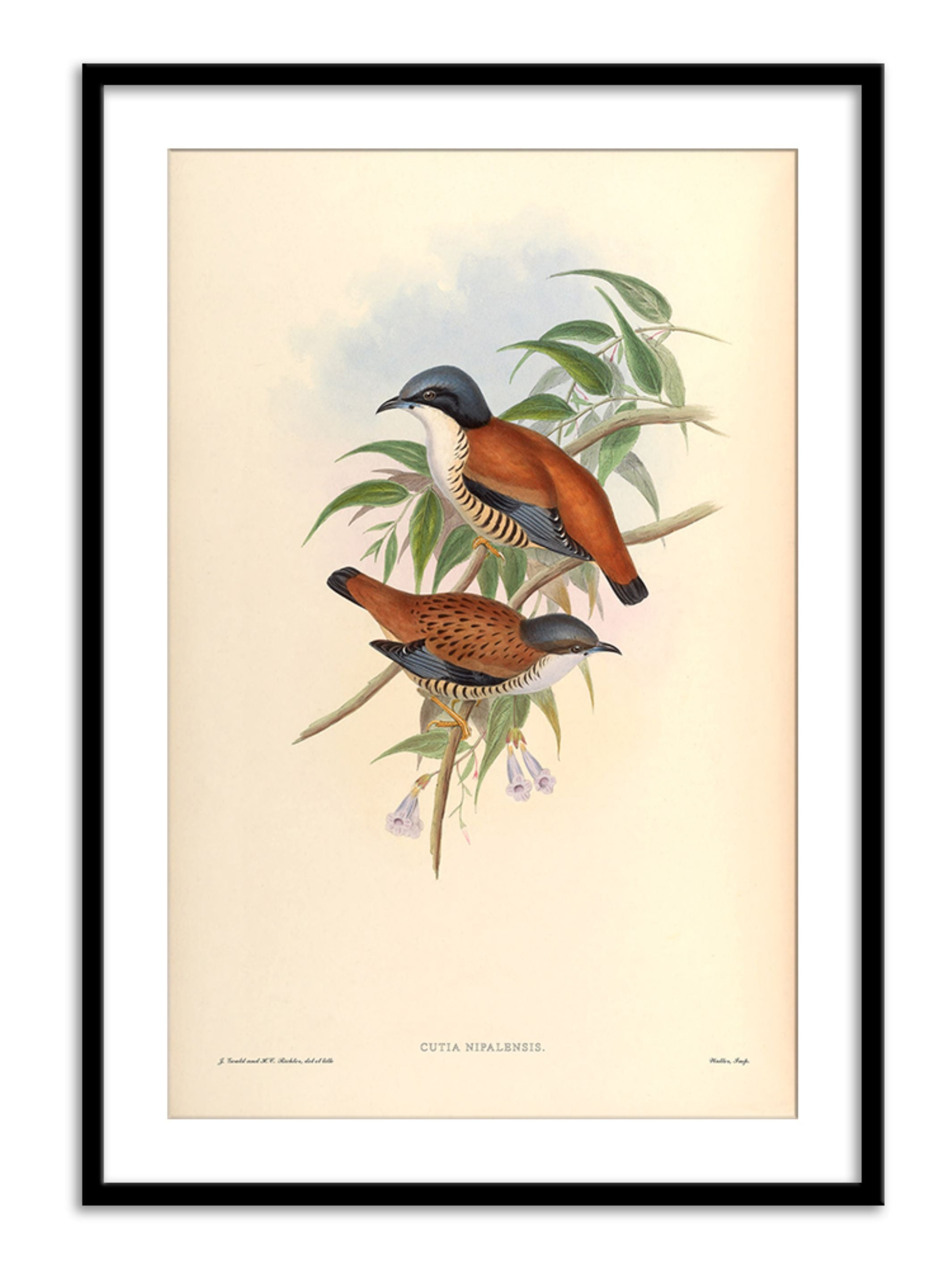Wall Prints - Cutia Nipalensis