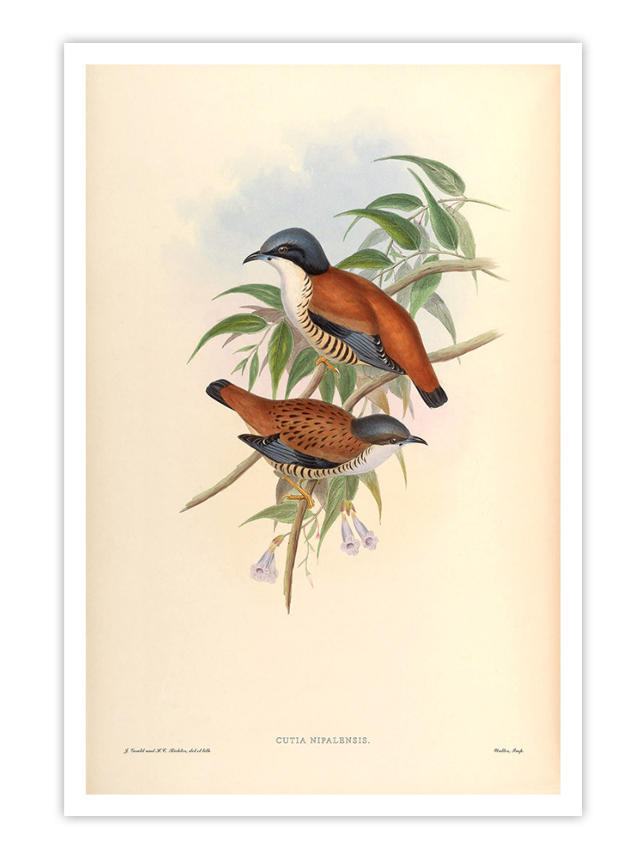 Wall Prints - Cutia Nipalensis