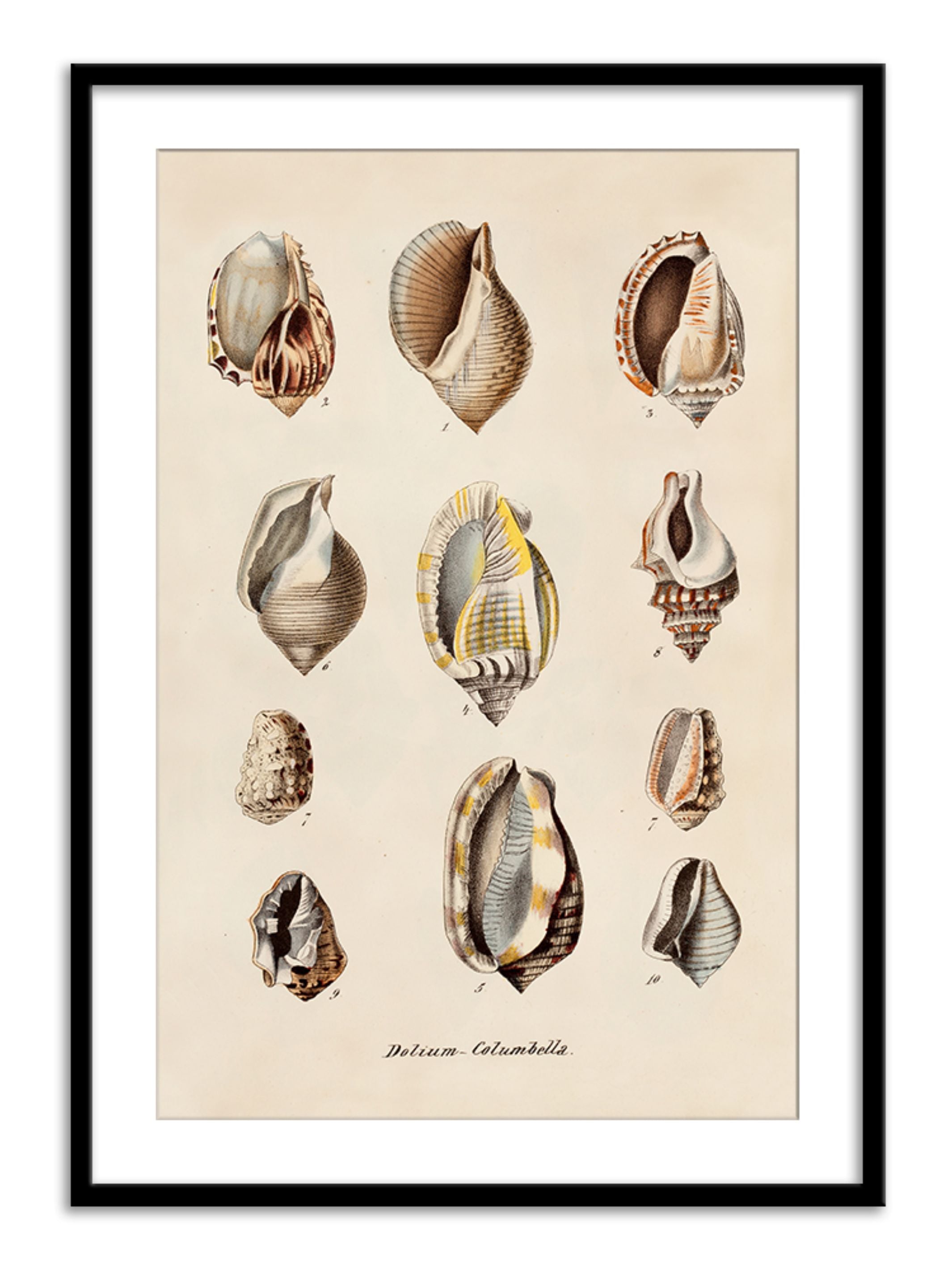 Wall Prints - Dolium - Columbella