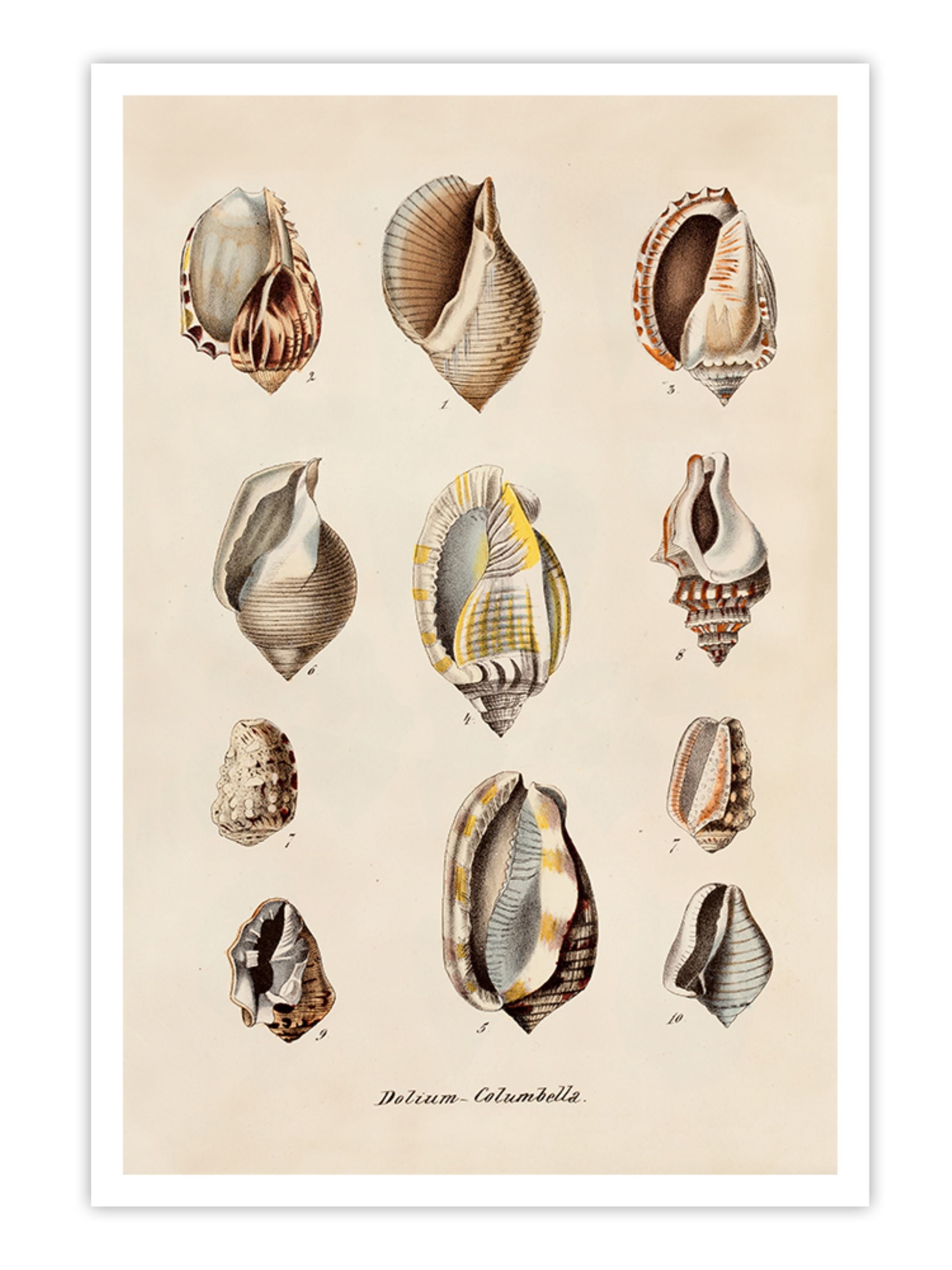 Wall Prints - Dolium - Columbella