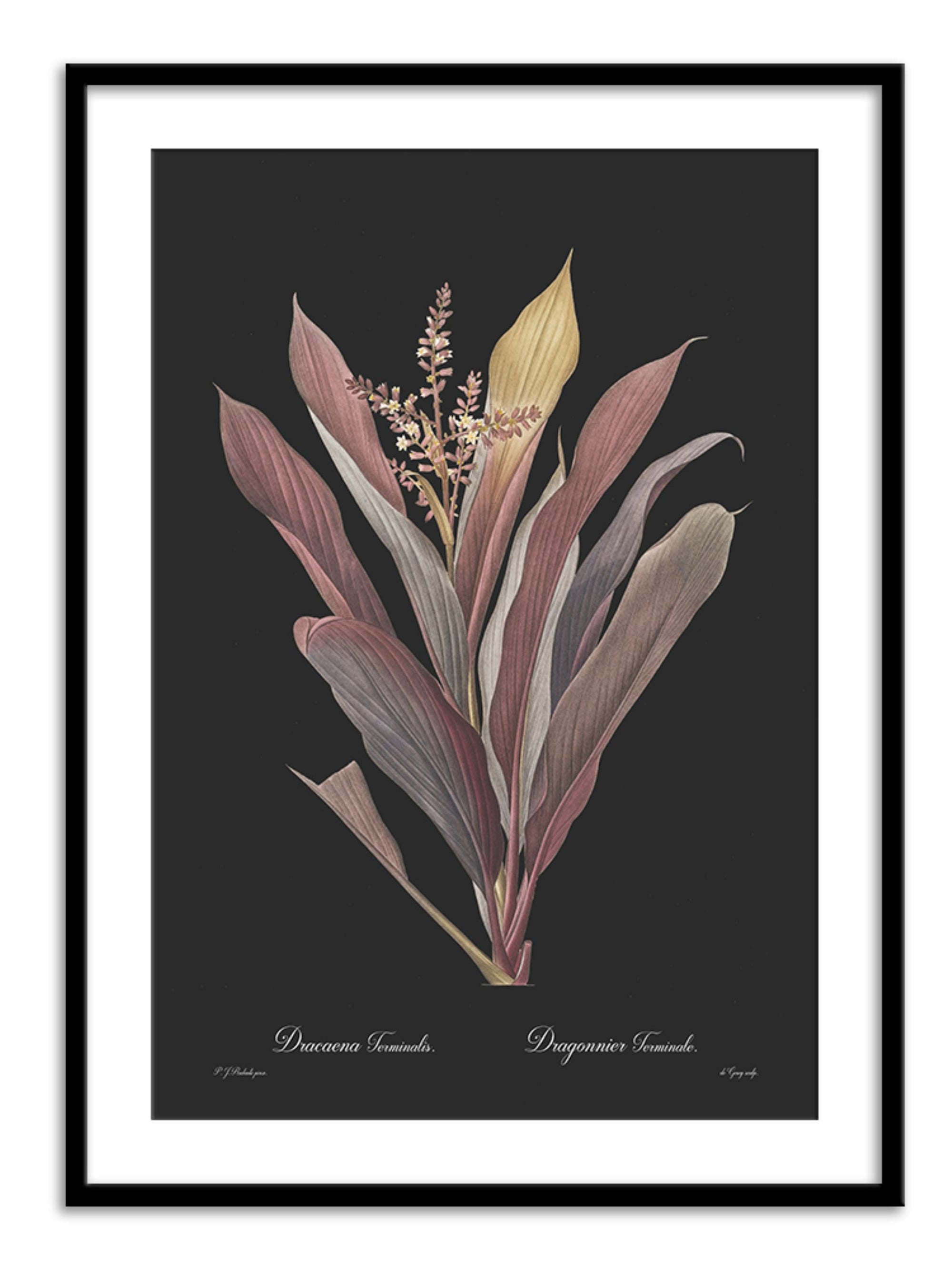Wall Prints - Dracaena terminalis - Dark