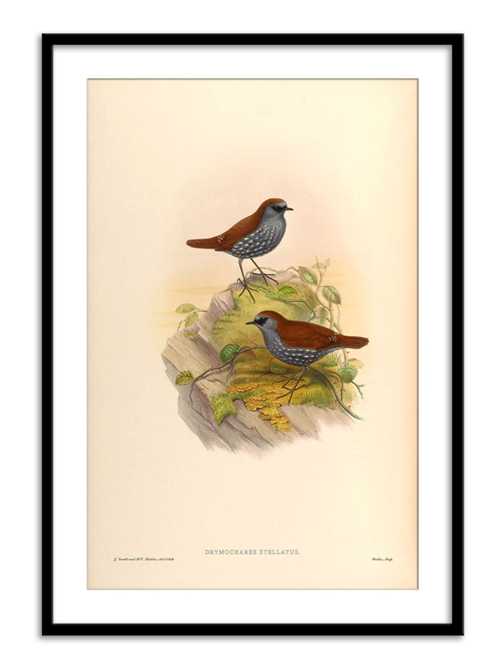Wall Prints - Drymochares Stellatus