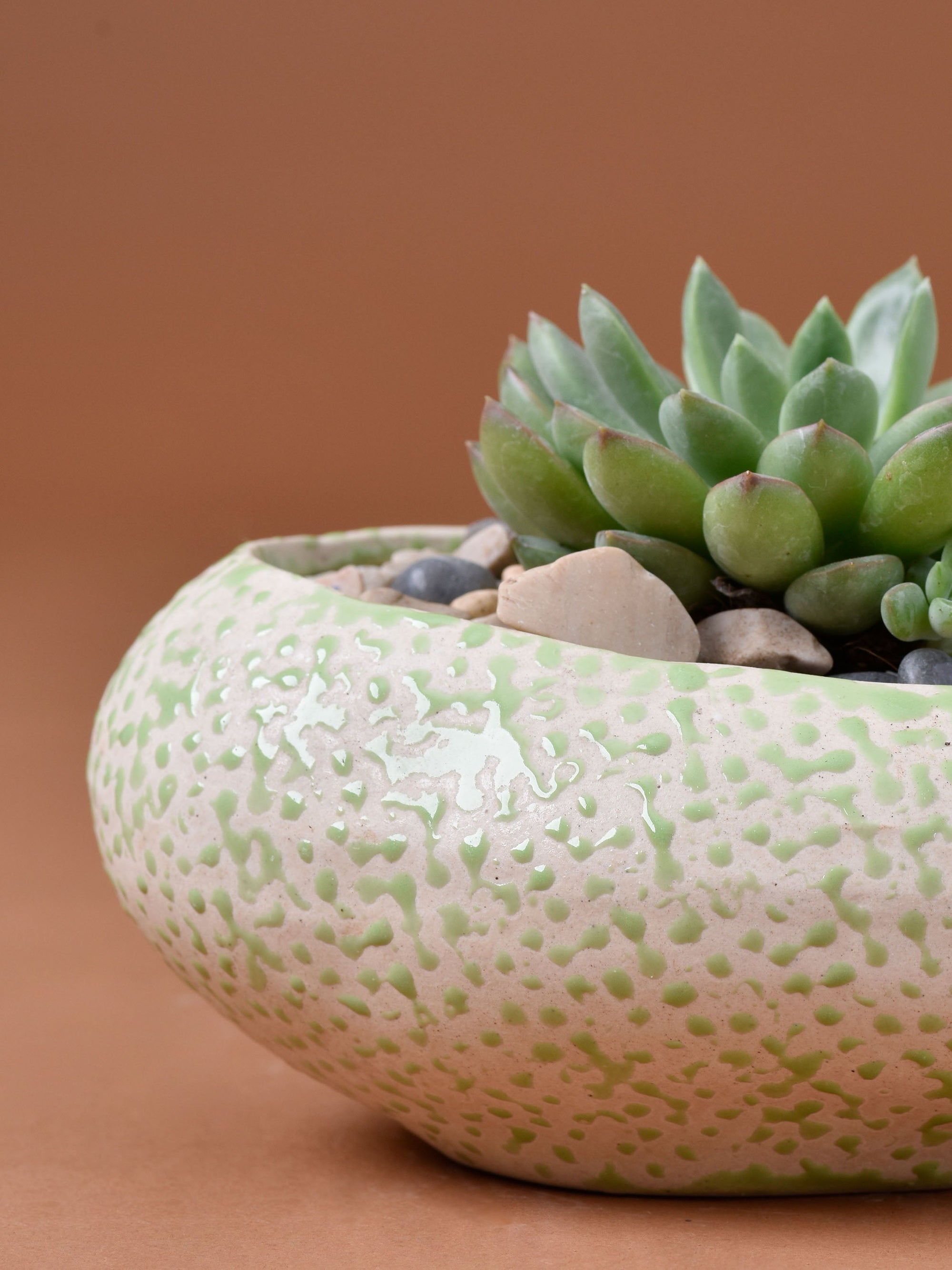 Embossed Dew Drop Planter