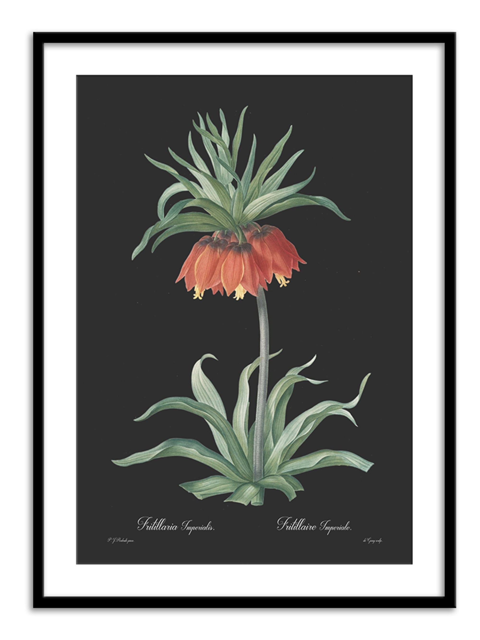 Wall Prints - Fritillaria imperialis - Dark