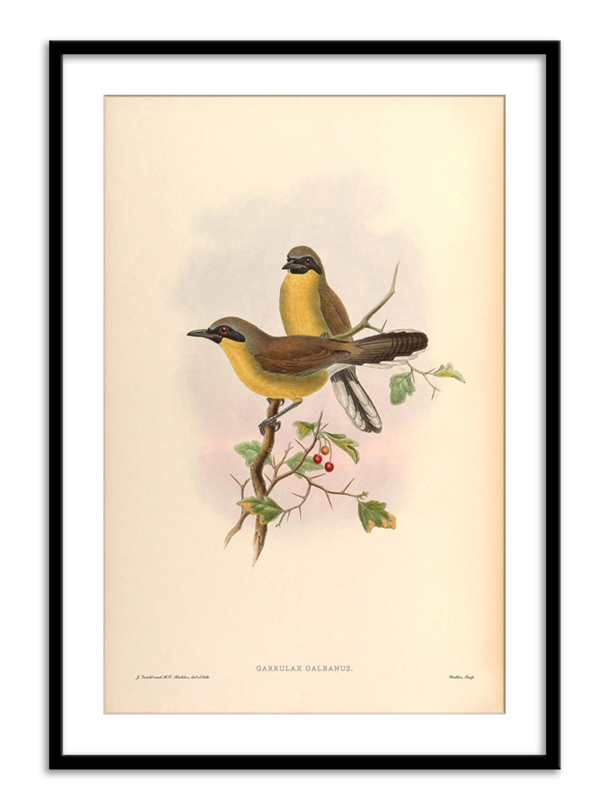 Wall Prints - Garrulax Galbanus