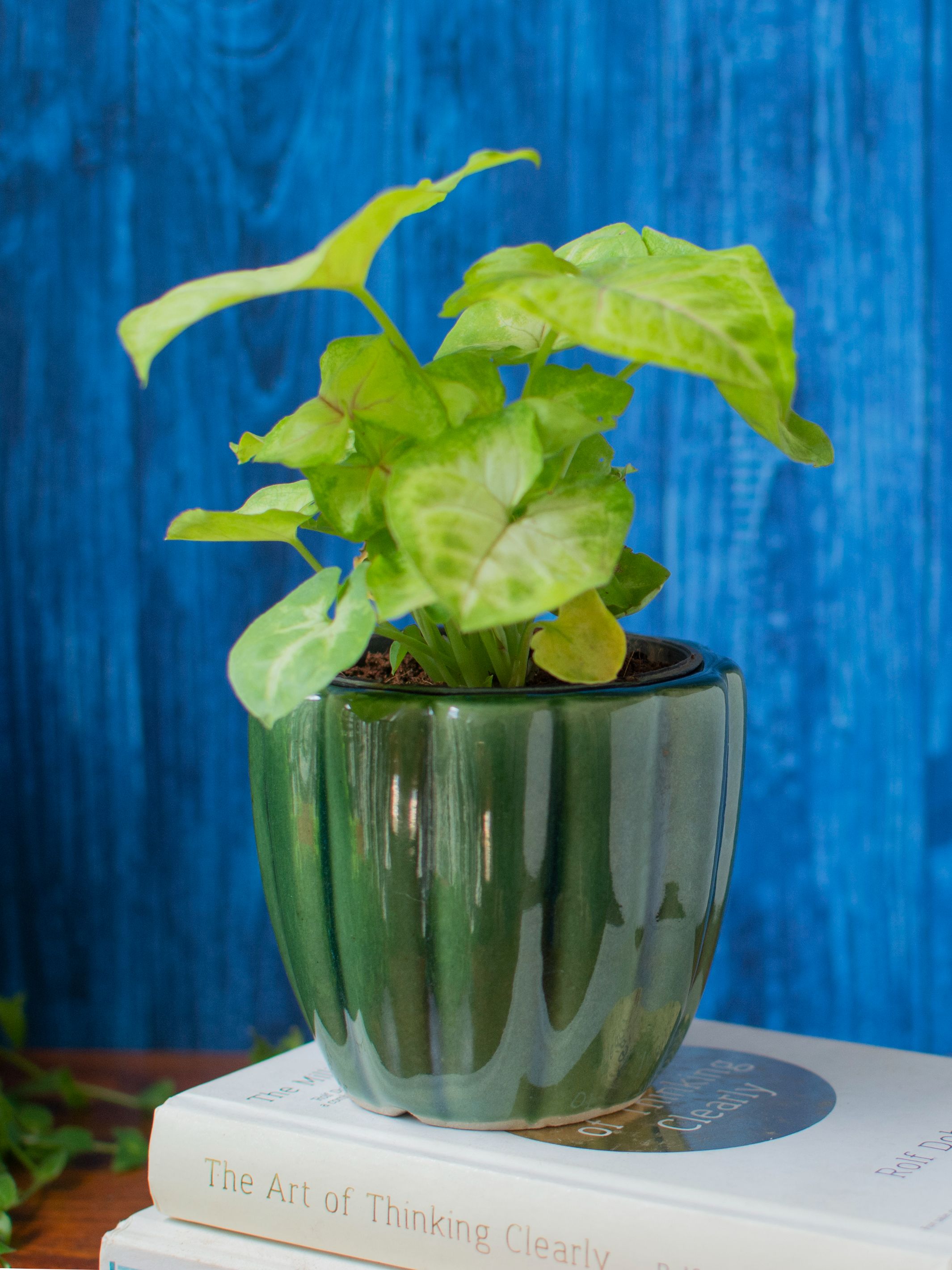 Handcrafted Ceramic Succulent Planter Set of 2