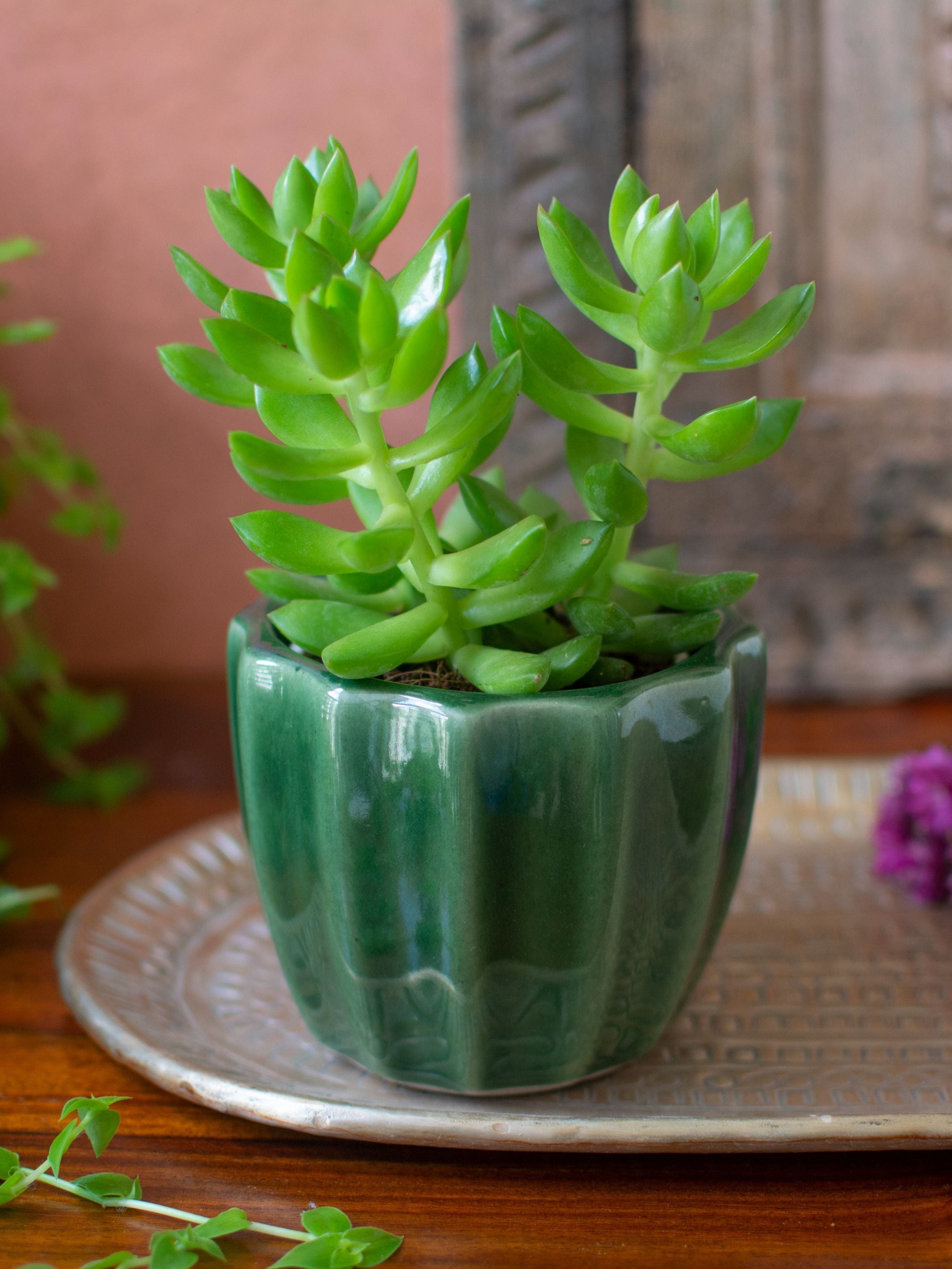 Handmade Ceramic Succulent Planter Set of 2