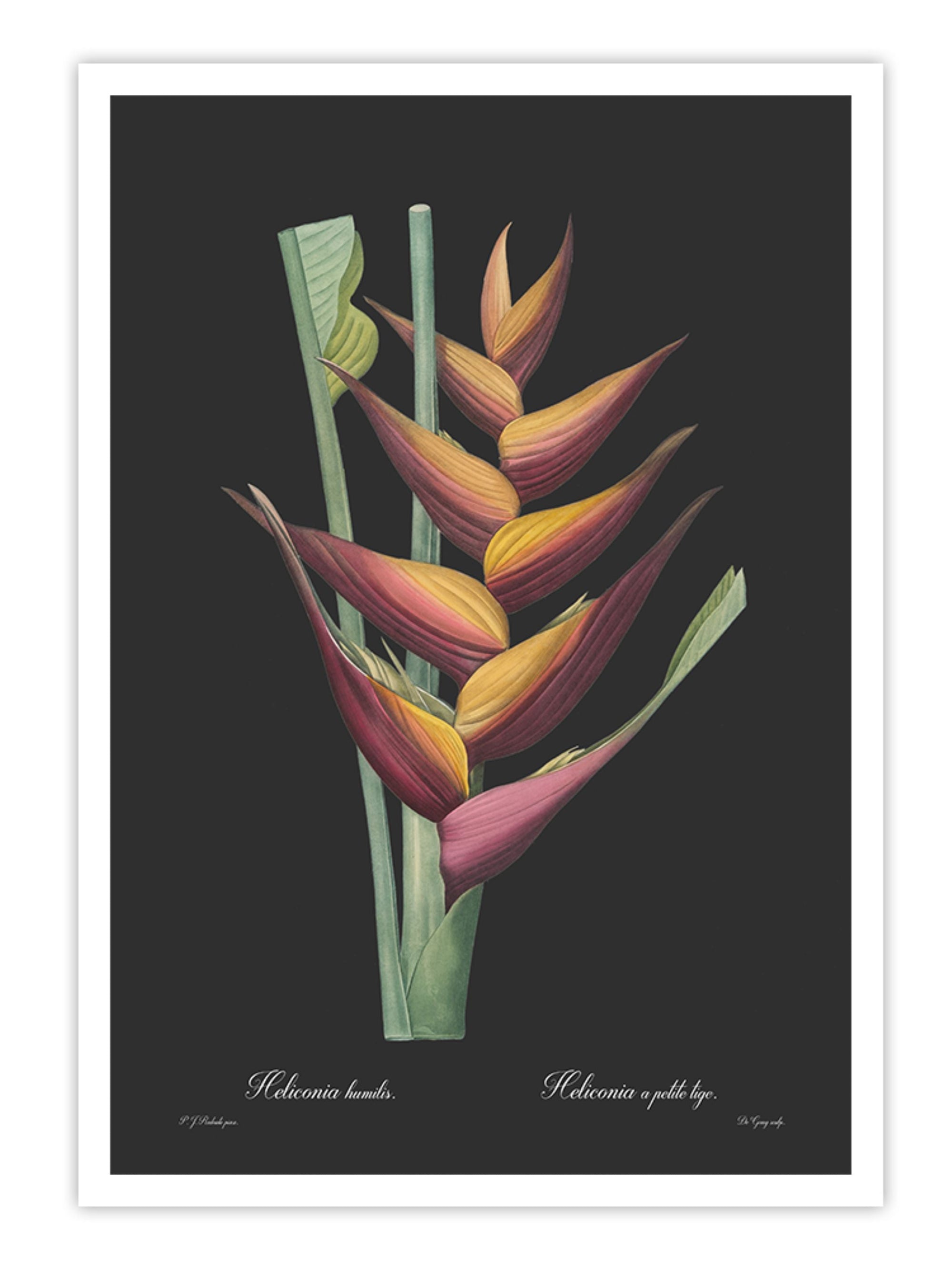 Wall Prints - Heliconia humilis - Dark