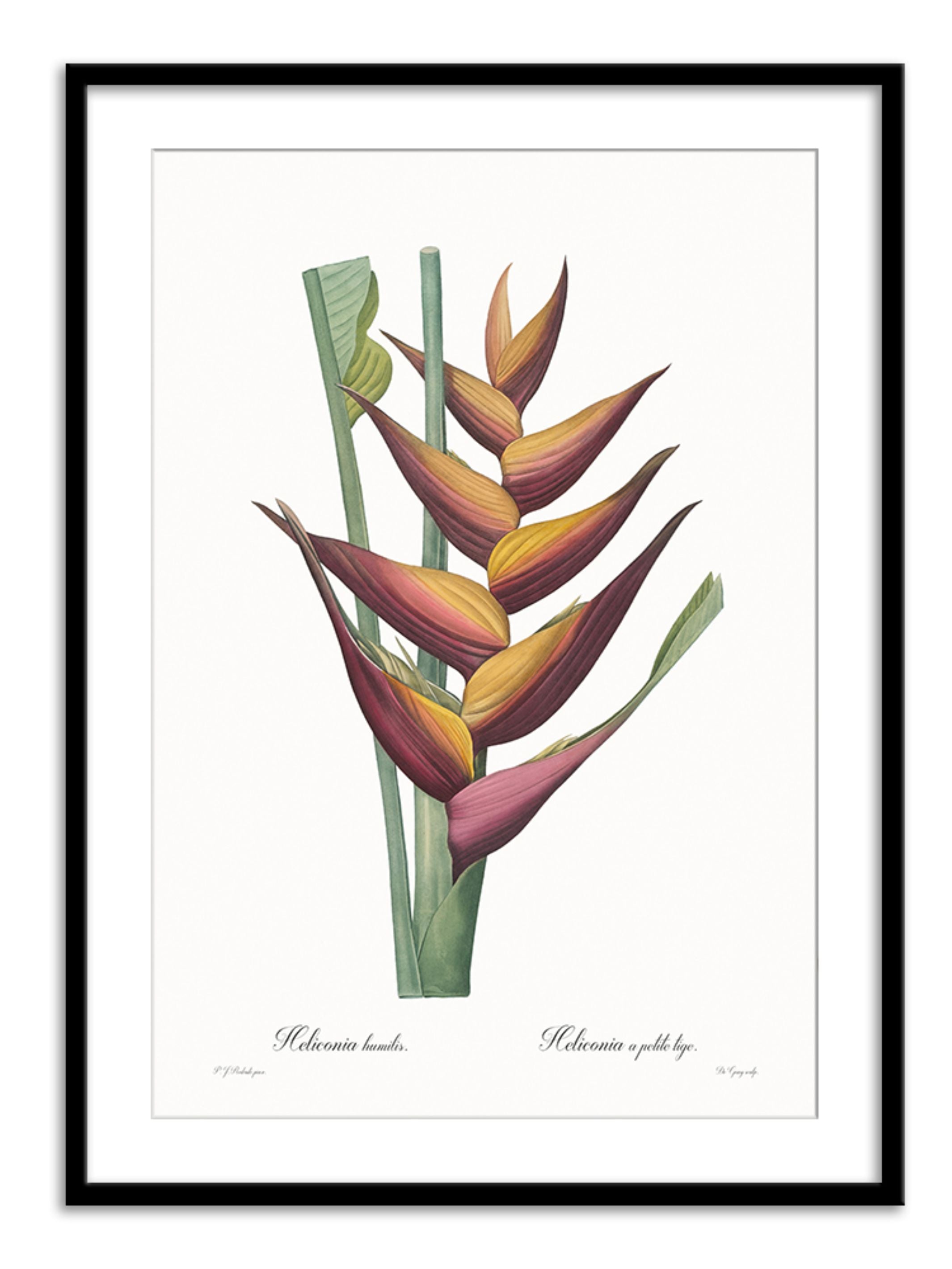 Wall Prints - Heliconia humilis