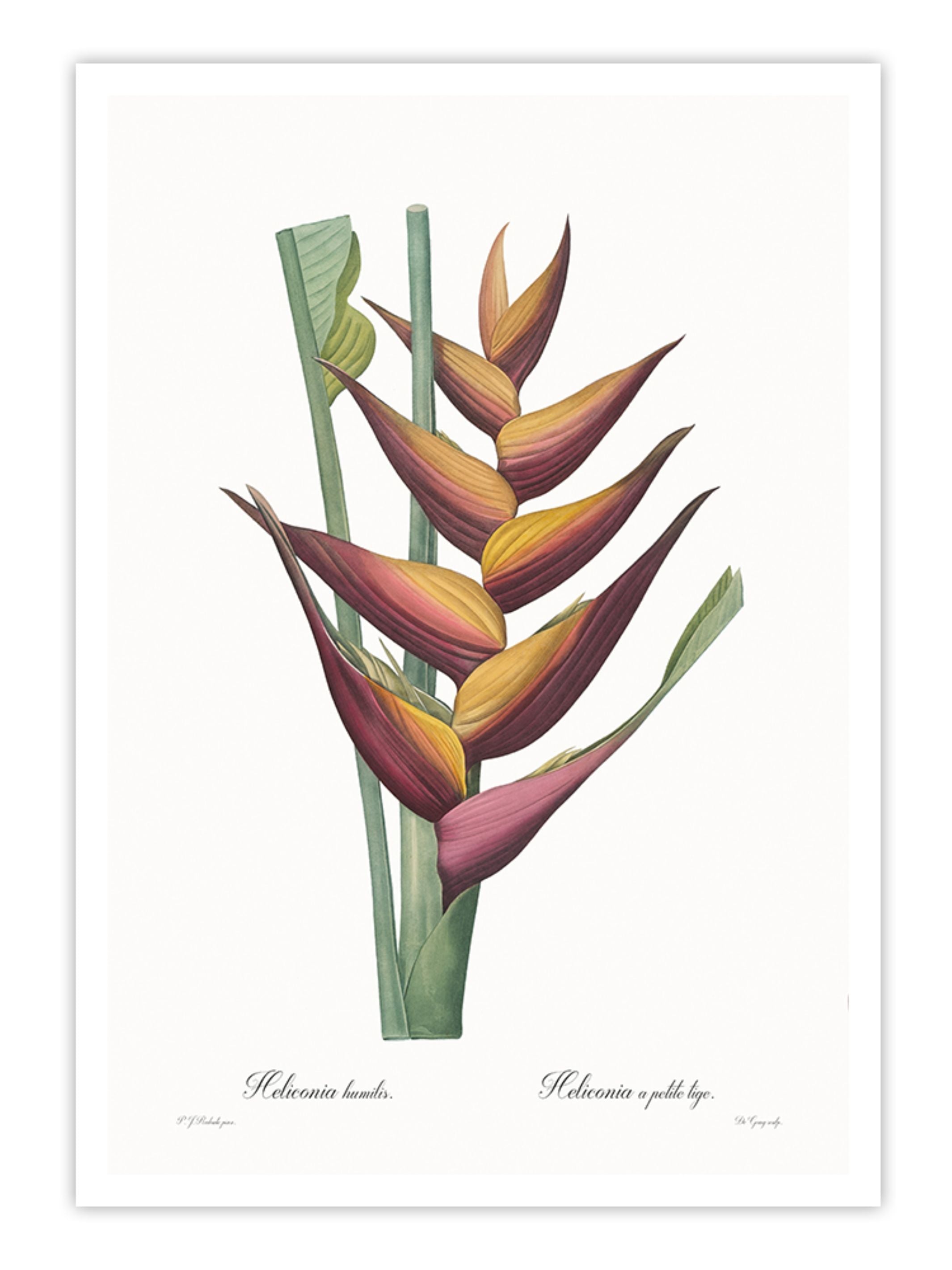 Wall Prints - Heliconia humilis