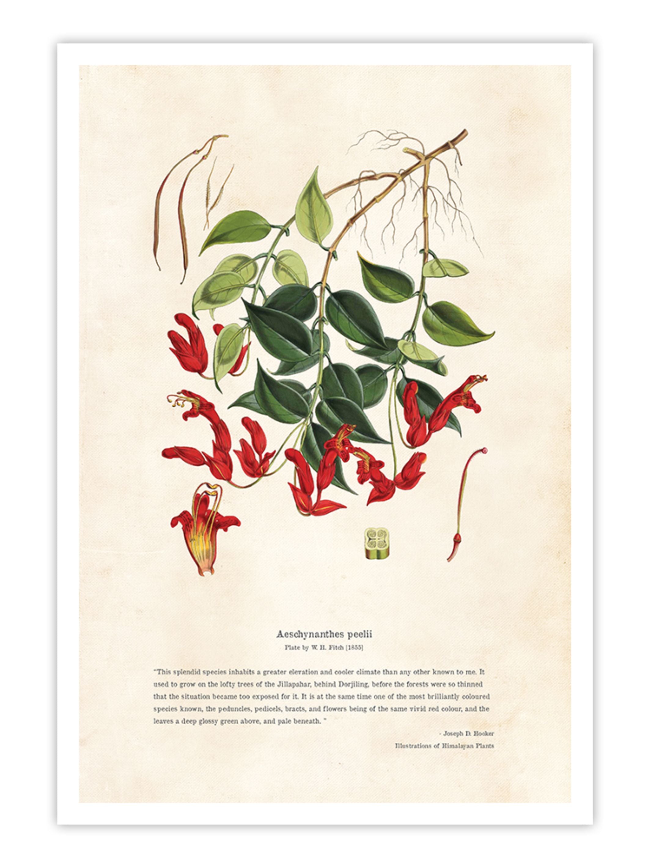 Wall Prints - Himalayan Plants - Aeschynanthes peelii